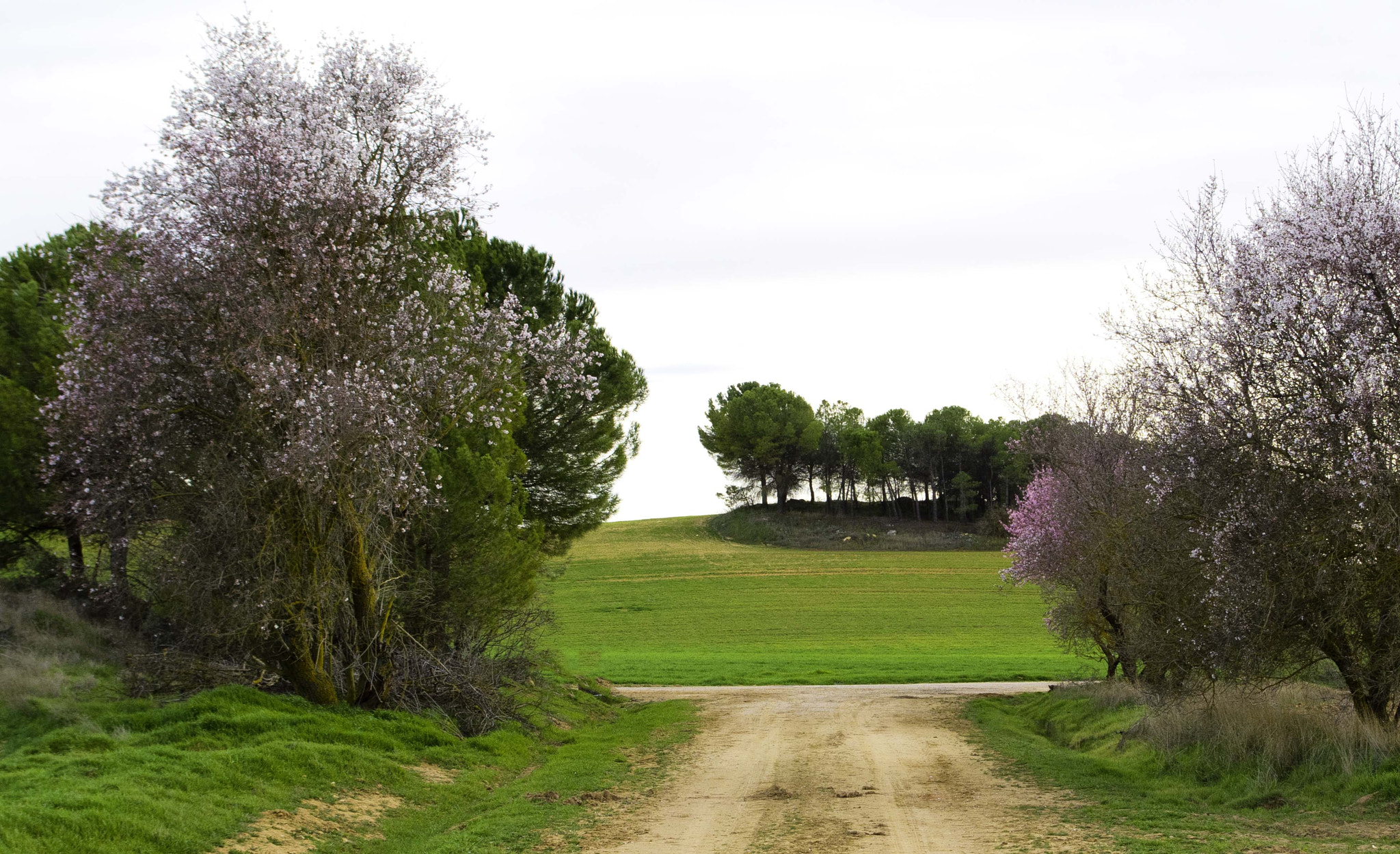 Pentax K-500 sample photo. Path of the orchard of juan porrinas photography