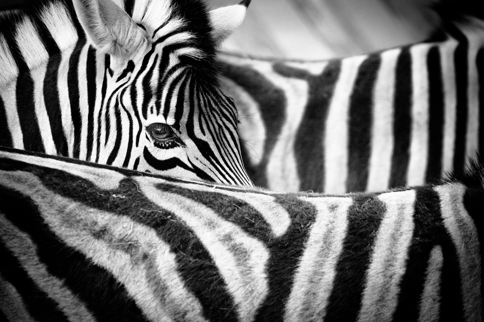 Canon EF 70-300mm F4-5.6L IS USM sample photo. Damara zebra photography