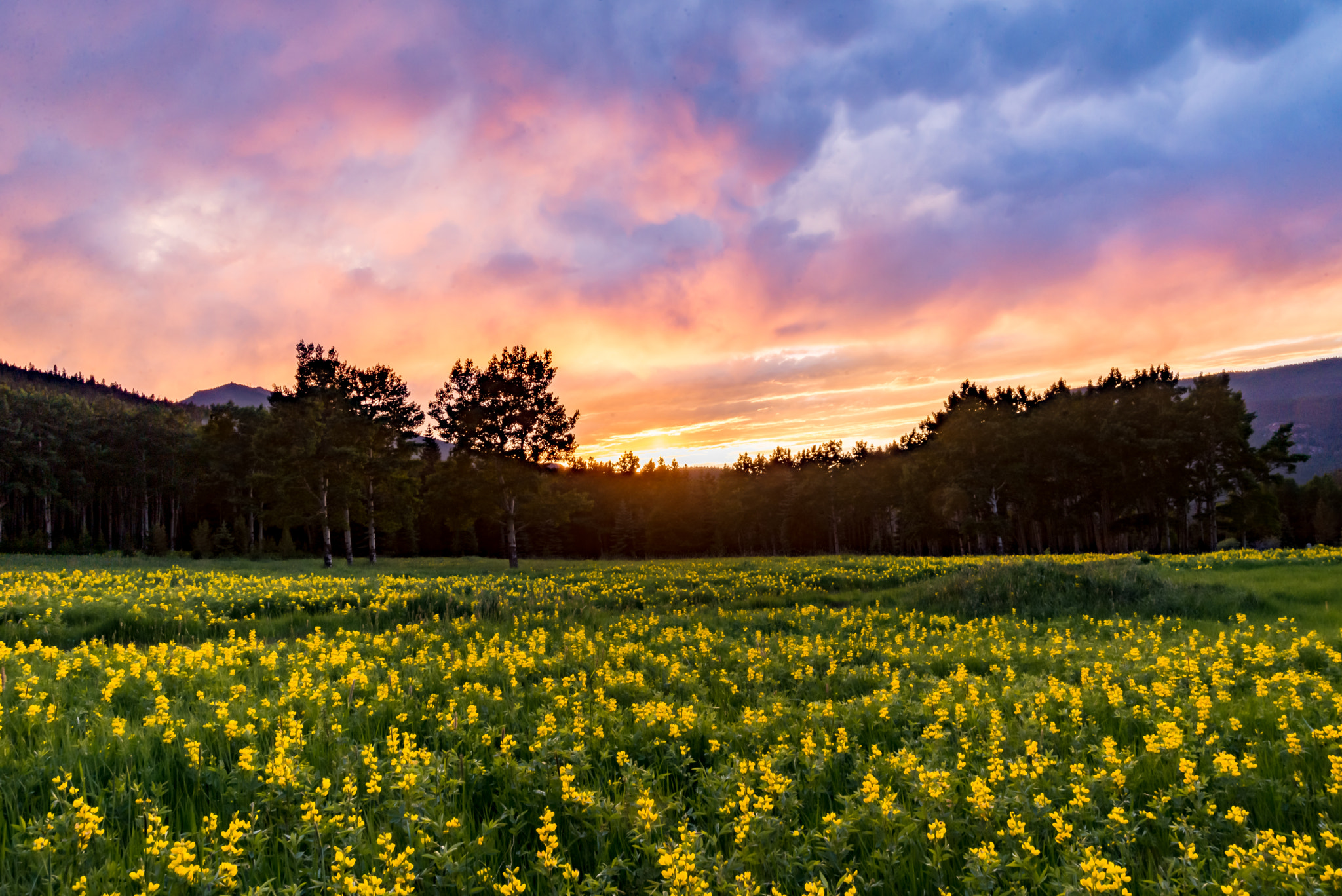 Nikon D600 sample photo. Blooming sky photography