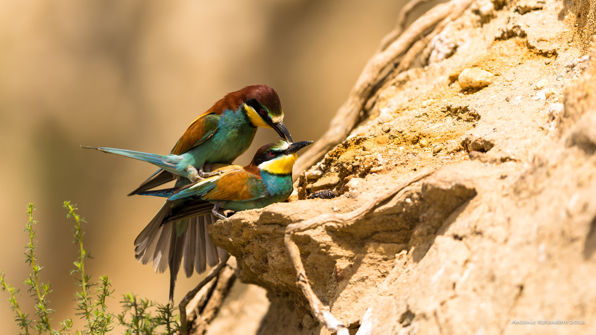 Canon EF 400mm F2.8L IS II USM sample photo. Gruccione  photography