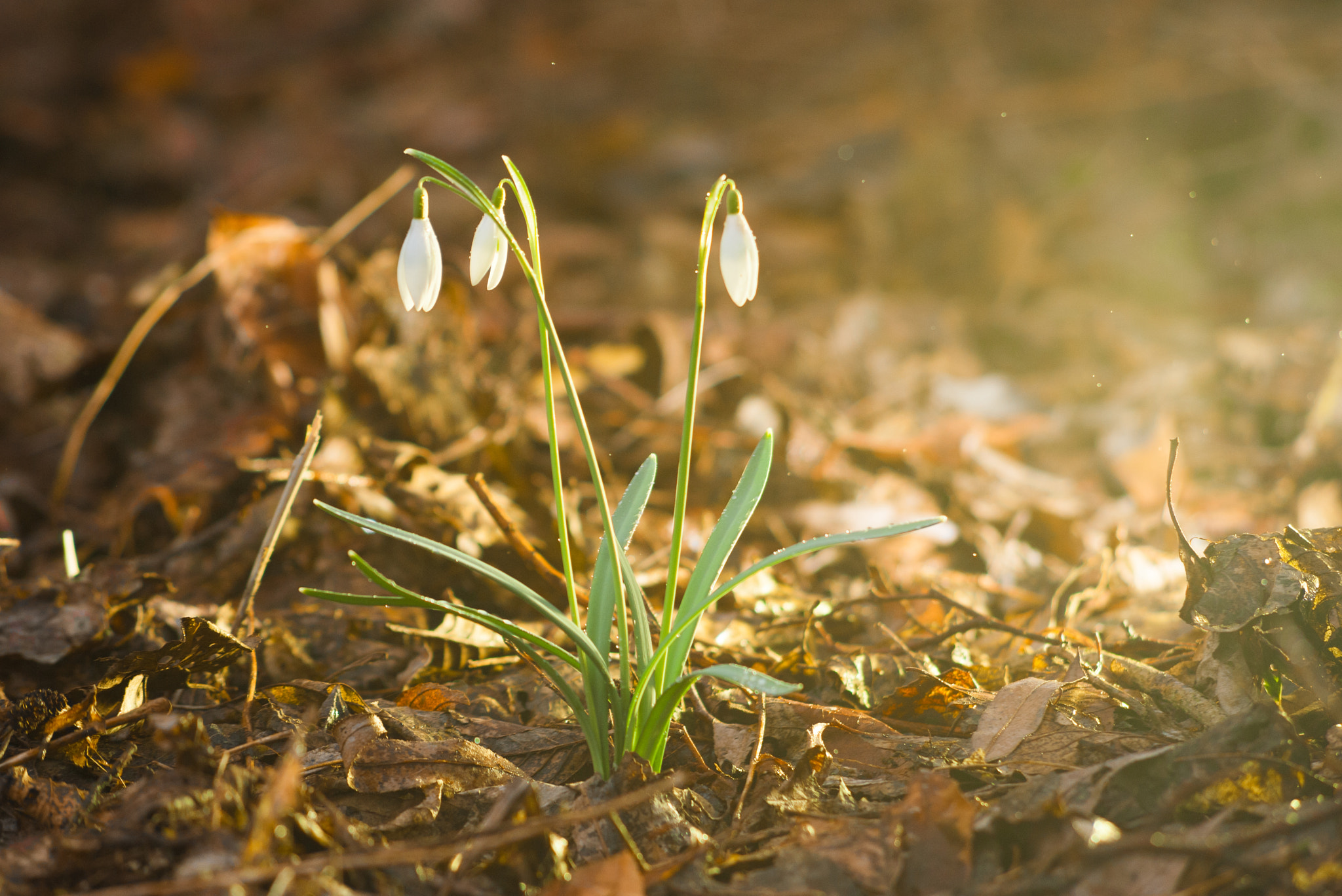 AF Nikkor 70-210mm f/4-5.6 sample photo. Galanthus nivalis l photography