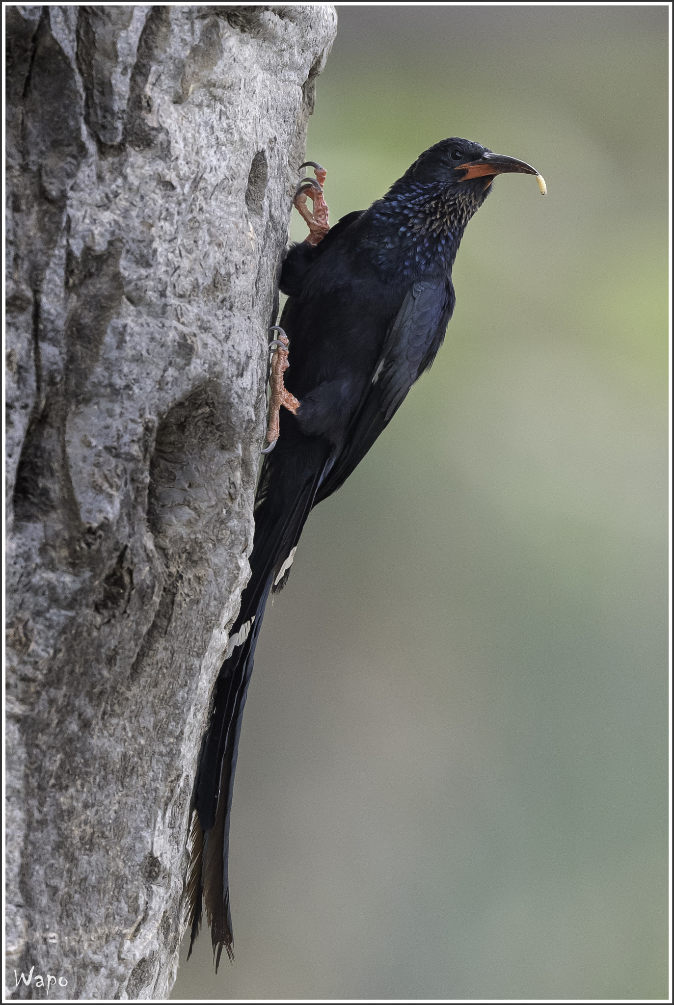 Nikon D500 + Nikon AF-S Nikkor 500mm F4E FL ED VR sample photo. Black wood hoopoe photography