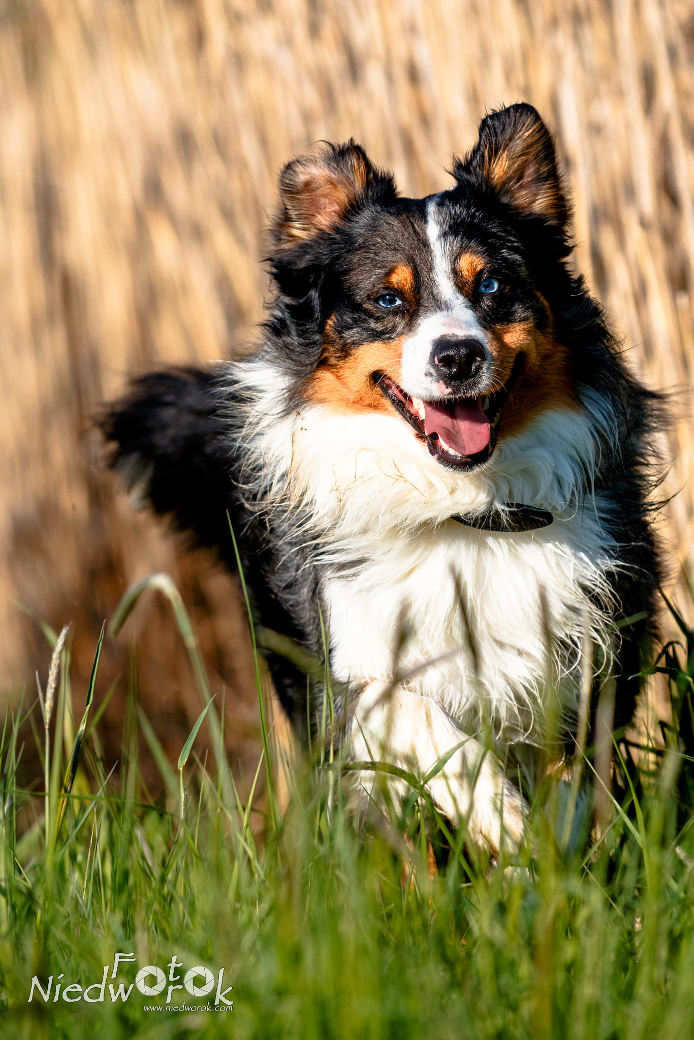 Canon EF 70-200mm F2.8L IS II USM sample photo. Rowdy in motion photography