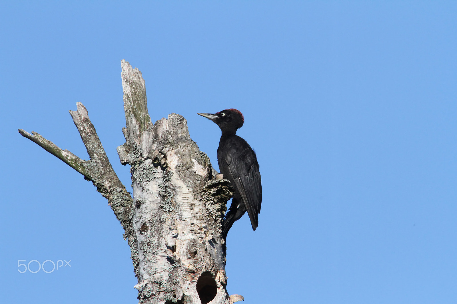 Canon EOS 7D + Canon EF 100-400mm F4.5-5.6L IS USM sample photo. Black woodpecker photography