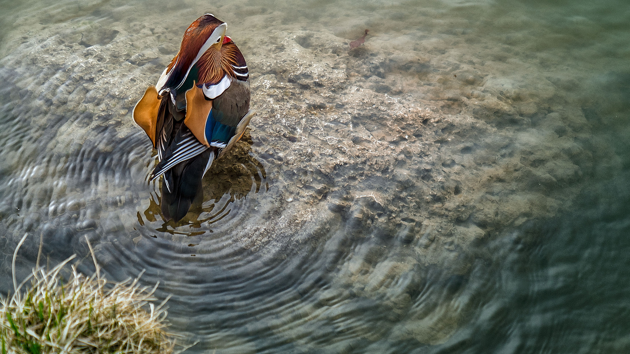 Sony a7R sample photo. Mandarin duck photography