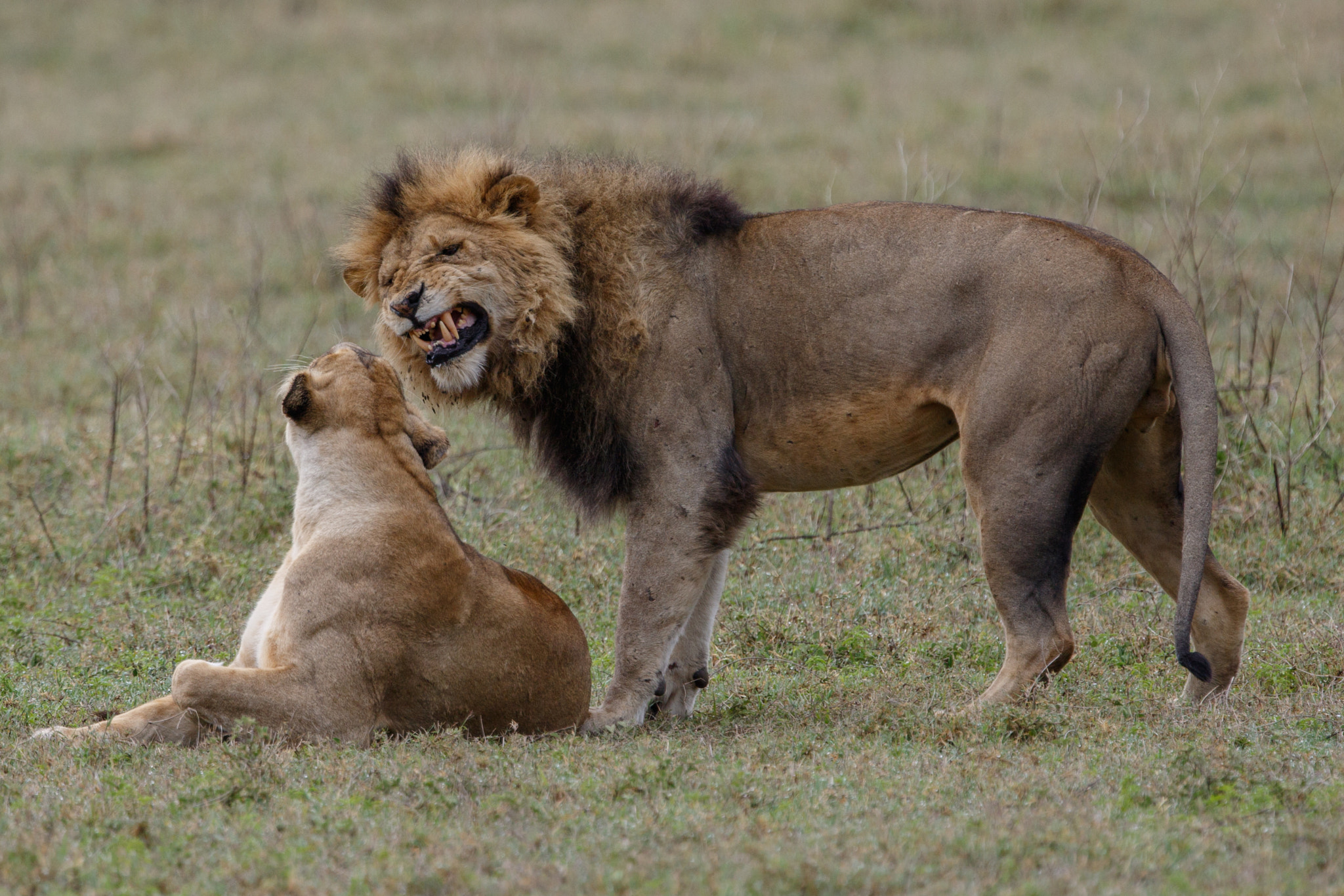 Canon EF 300mm F2.8L IS II USM sample photo. Tu m'aimes pas? do you love me? photography