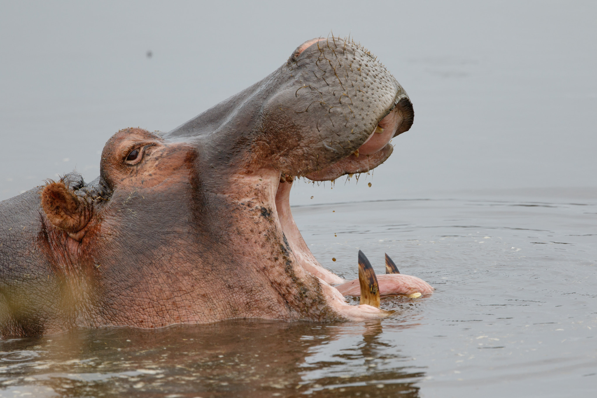 Canon EF 300mm F2.8L IS II USM sample photo. Hungry hippos? photography