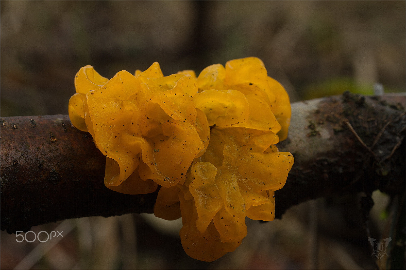 Canon EF-S 60mm F2.8 Macro USM sample photo. Goldgelber zitterling photography