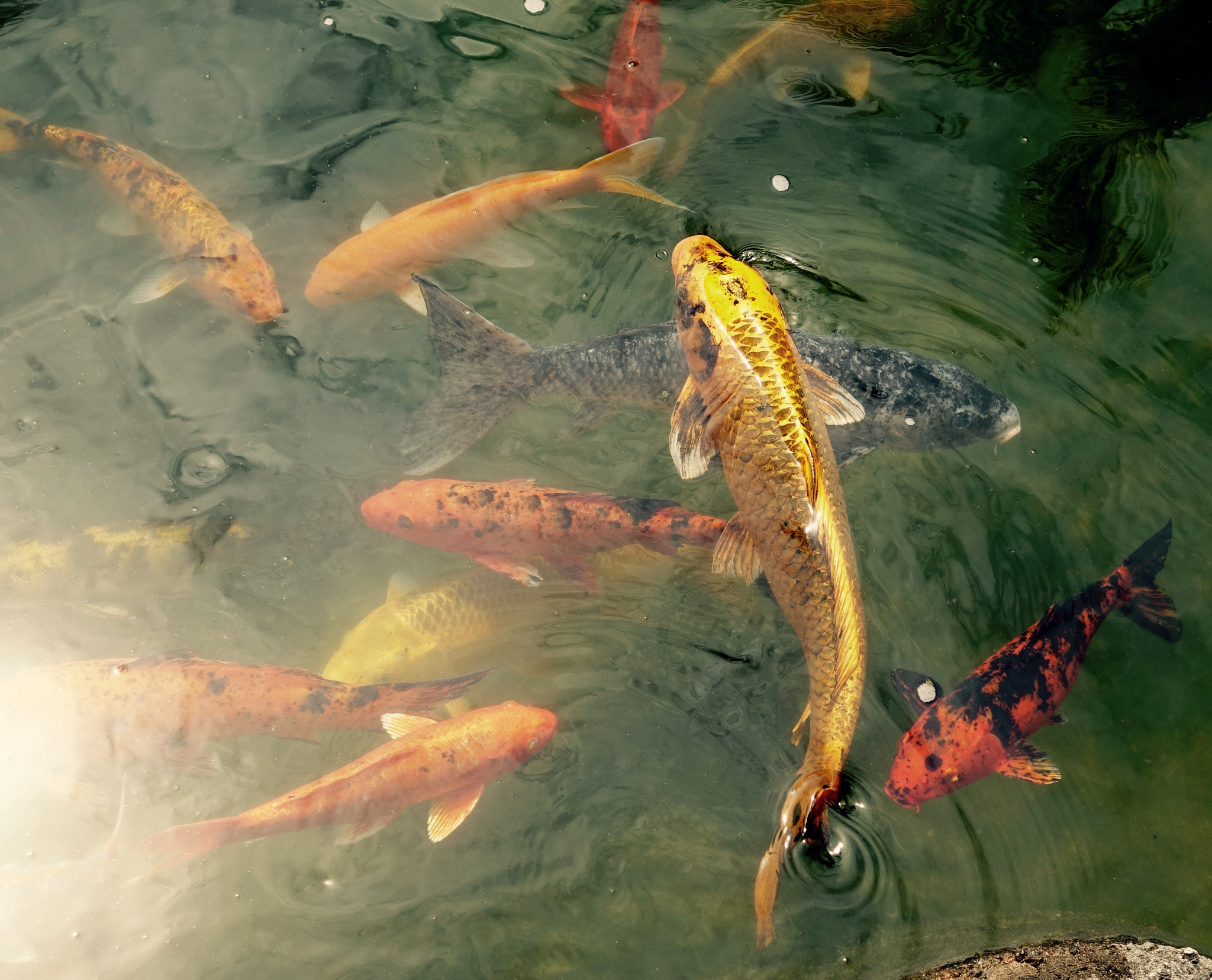 Sony Cyber-shot DSC-RX100 IV + Sony 24-70mm F1.8-2.8 sample photo. Fish! photography
