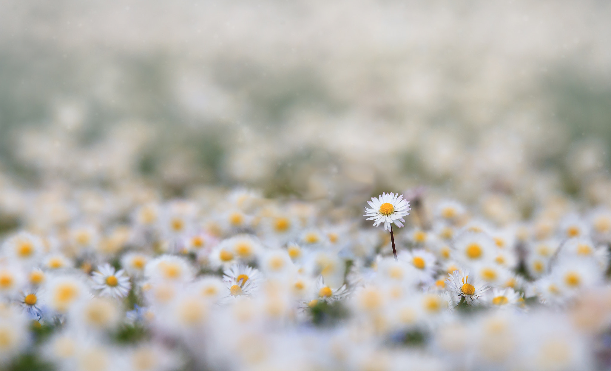 Tamron SP 150-600mm F5-6.3 Di VC USD sample photo. Daisy photography