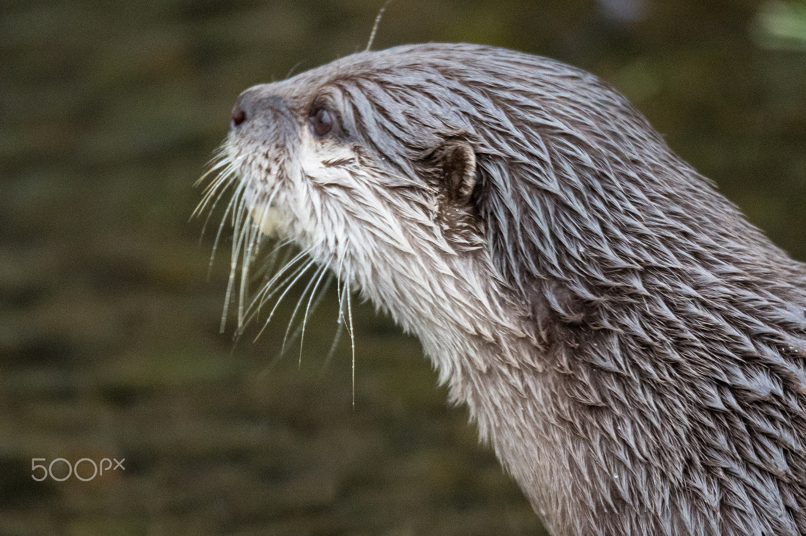 150-600mm F5-6.3 DG OS HSM | Sports 014 sample photo. Hello mr otter photography
