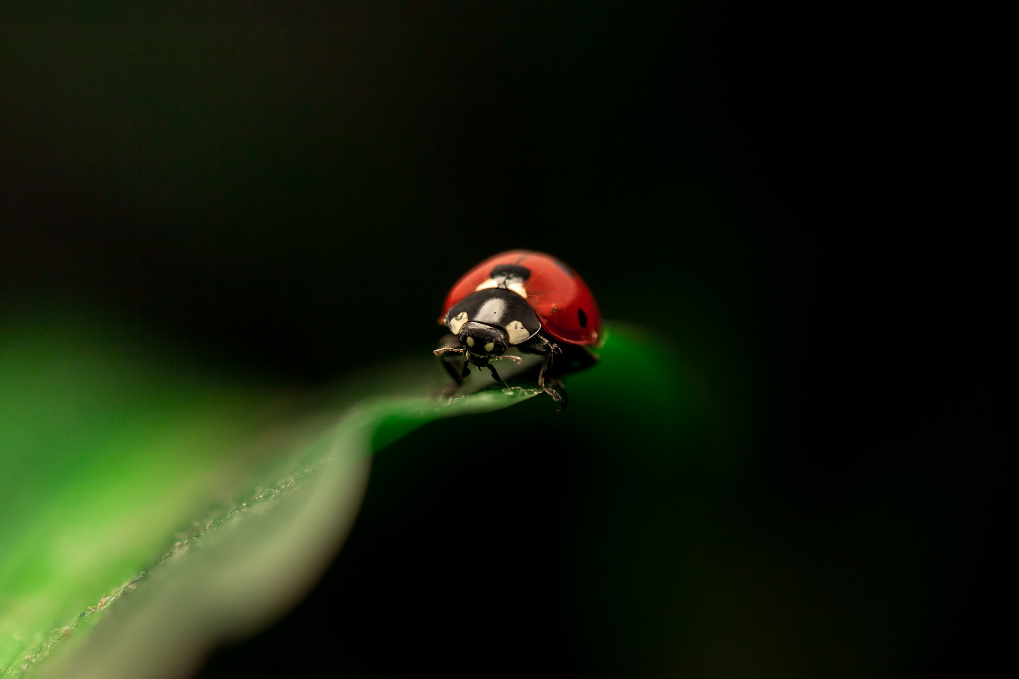 Canon EF 100mm F2.8 Macro USM sample photo. Alone in the dark photography