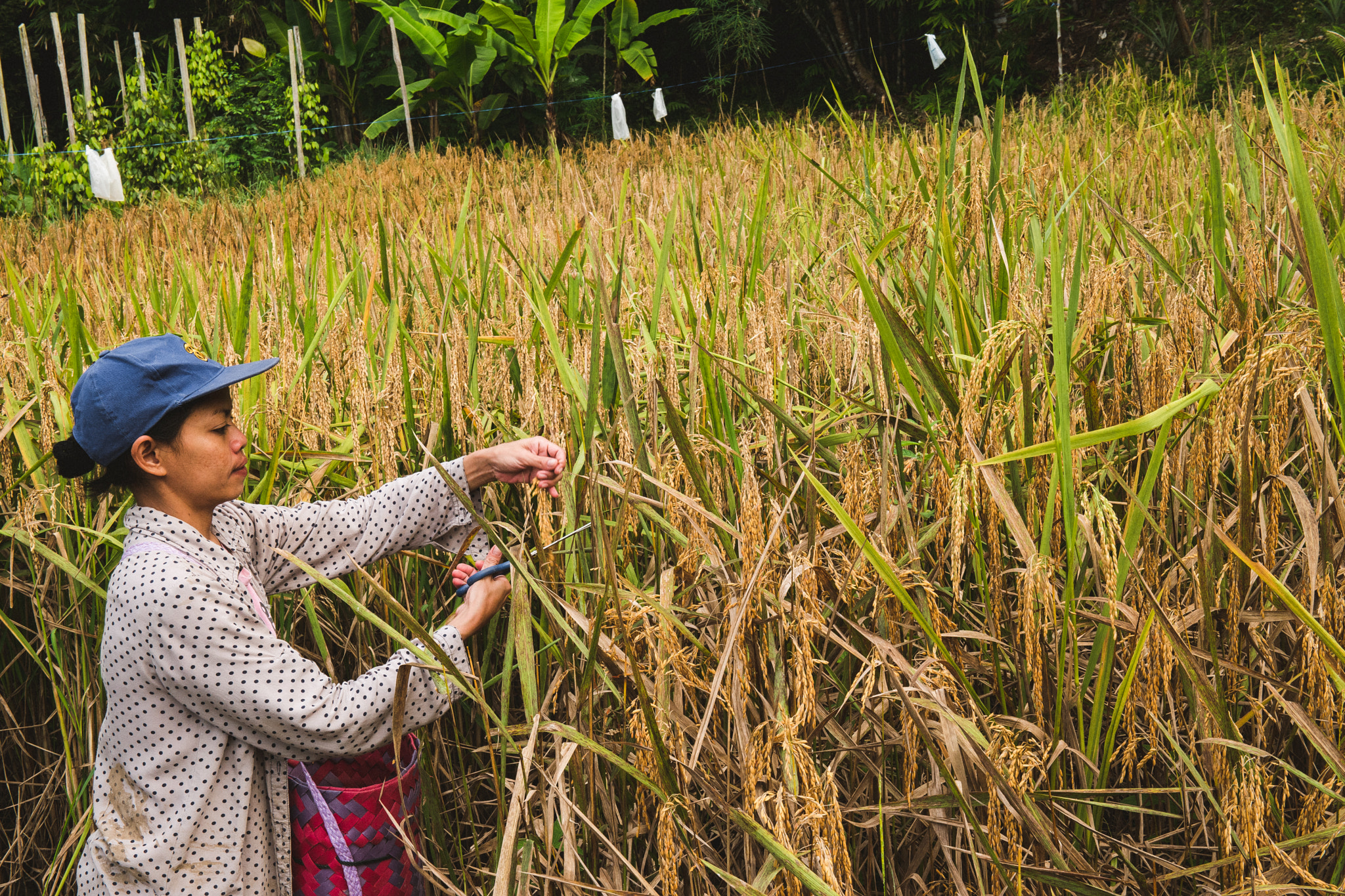 Samsung NX 16-50mm F2.0-2.8 S ED OIS sample photo. Harvest season in borneo photography