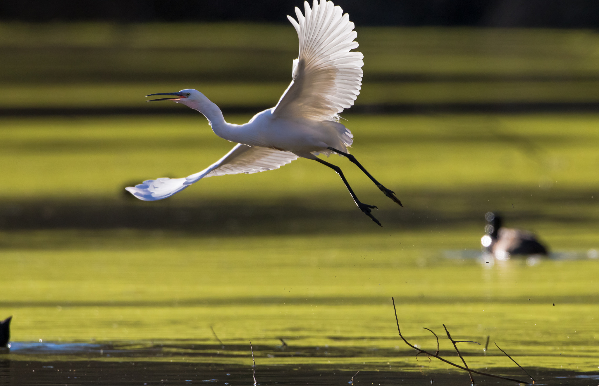 Canon EF 500mm F4L IS USM sample photo. In volo sulla verde palude photography