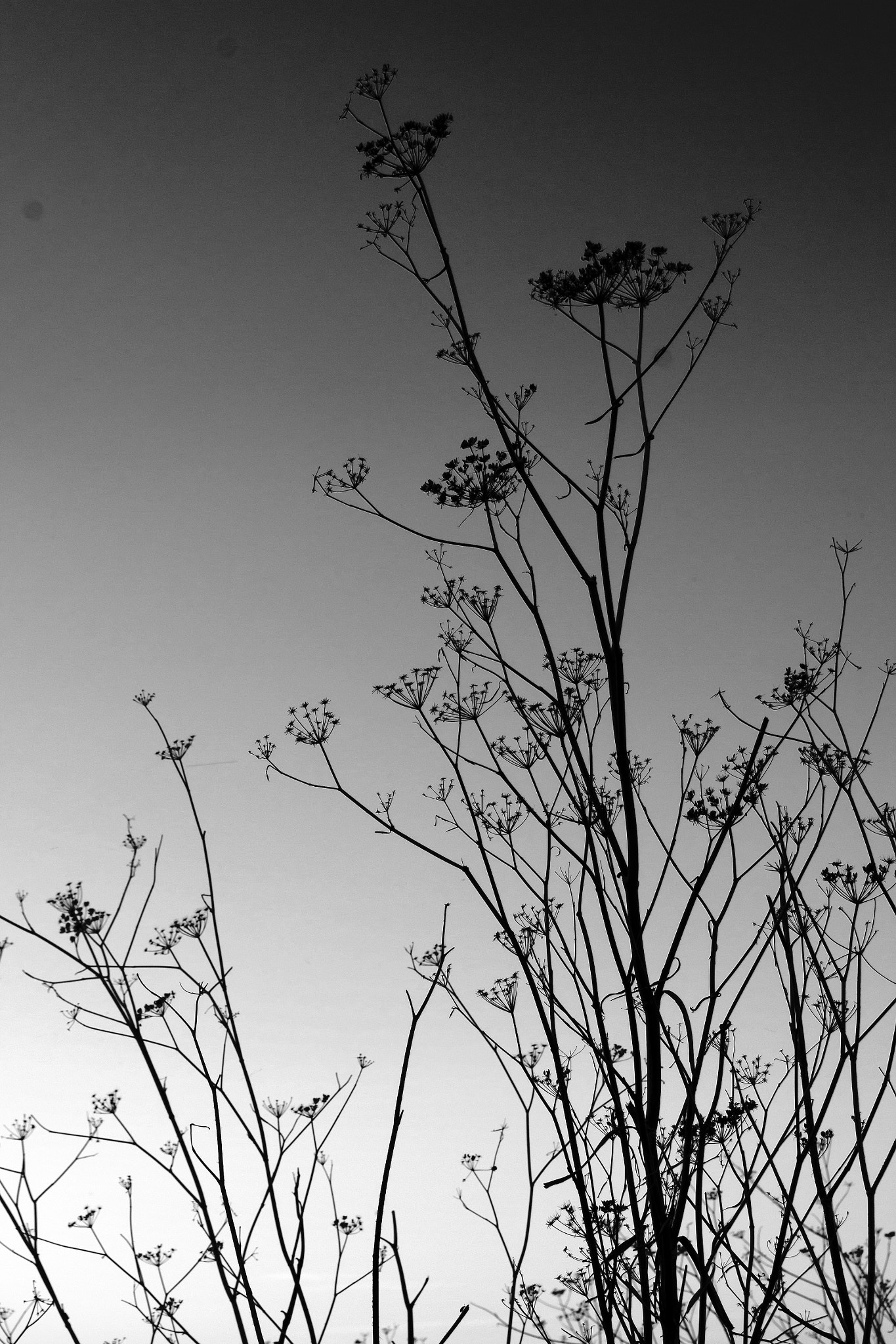 Canon EF-S 55-250mm F4-5.6 IS sample photo. .the silence within... photography