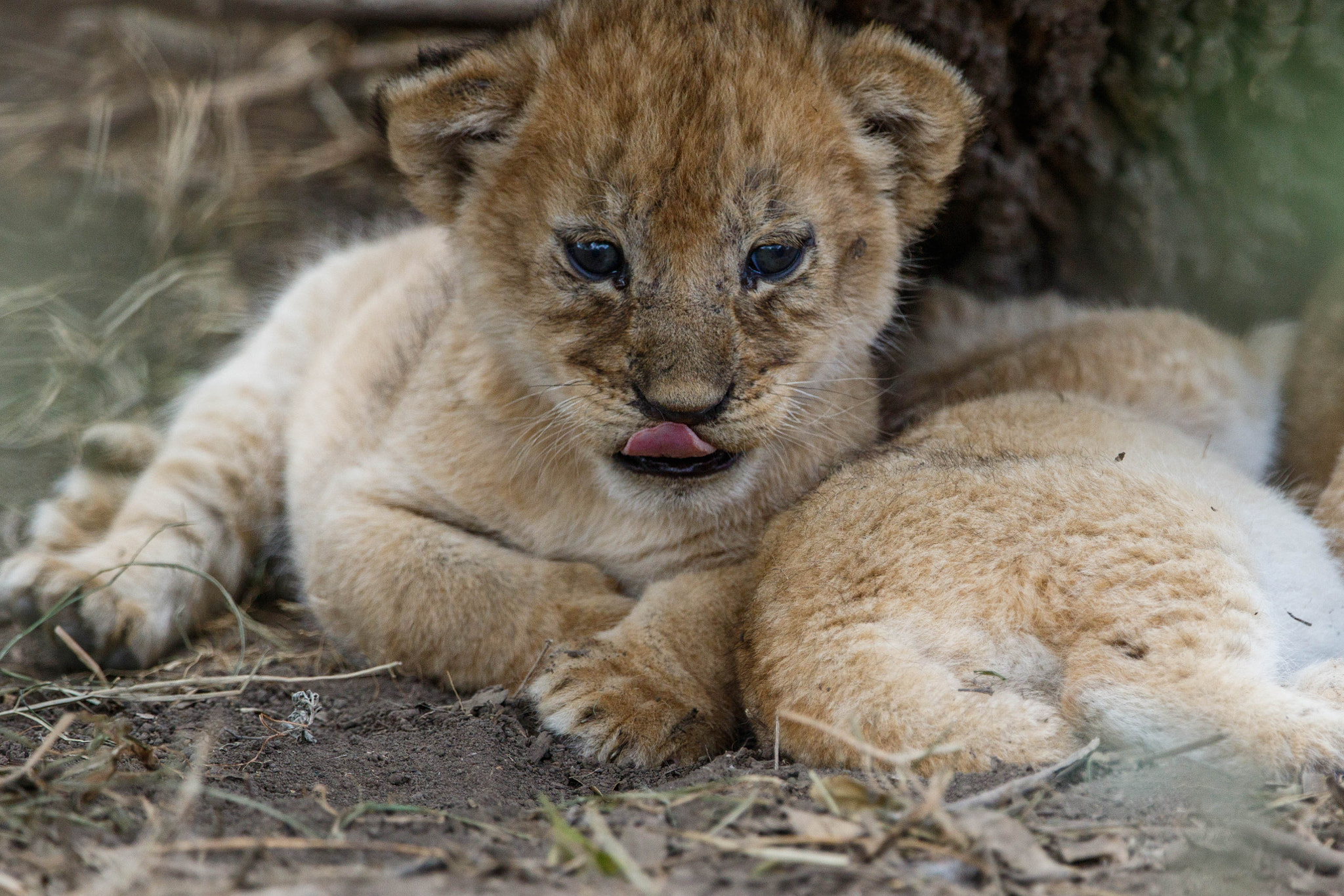 Canon EOS 7D Mark II + Canon EF 300mm F2.8L IS II USM sample photo. Little baby photography