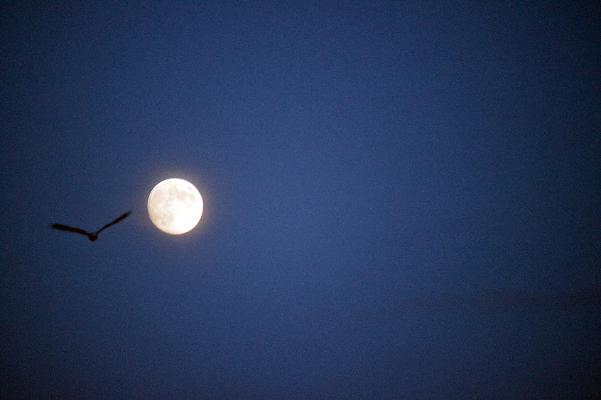 Canon EF-S 55-250mm F4-5.6 IS sample photo. ...unreachable... photography