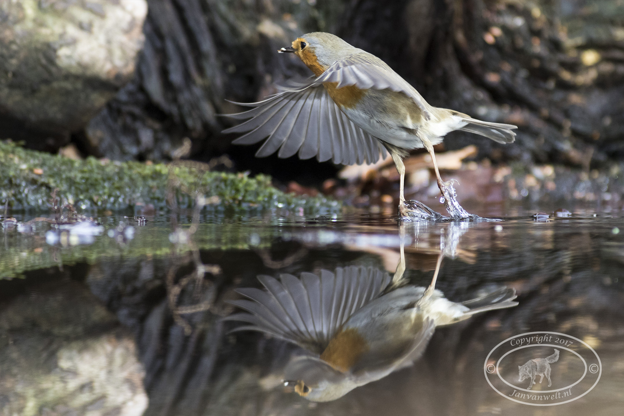Canon EF 300mm f/2.8L sample photo. Roodboorstje photography