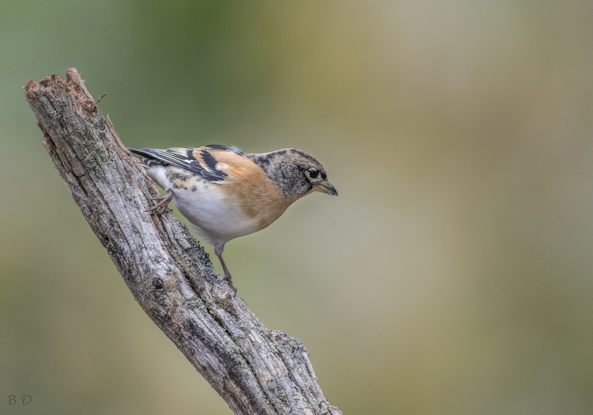 Canon EF 500mm F4L IS USM sample photo. Brambling photography