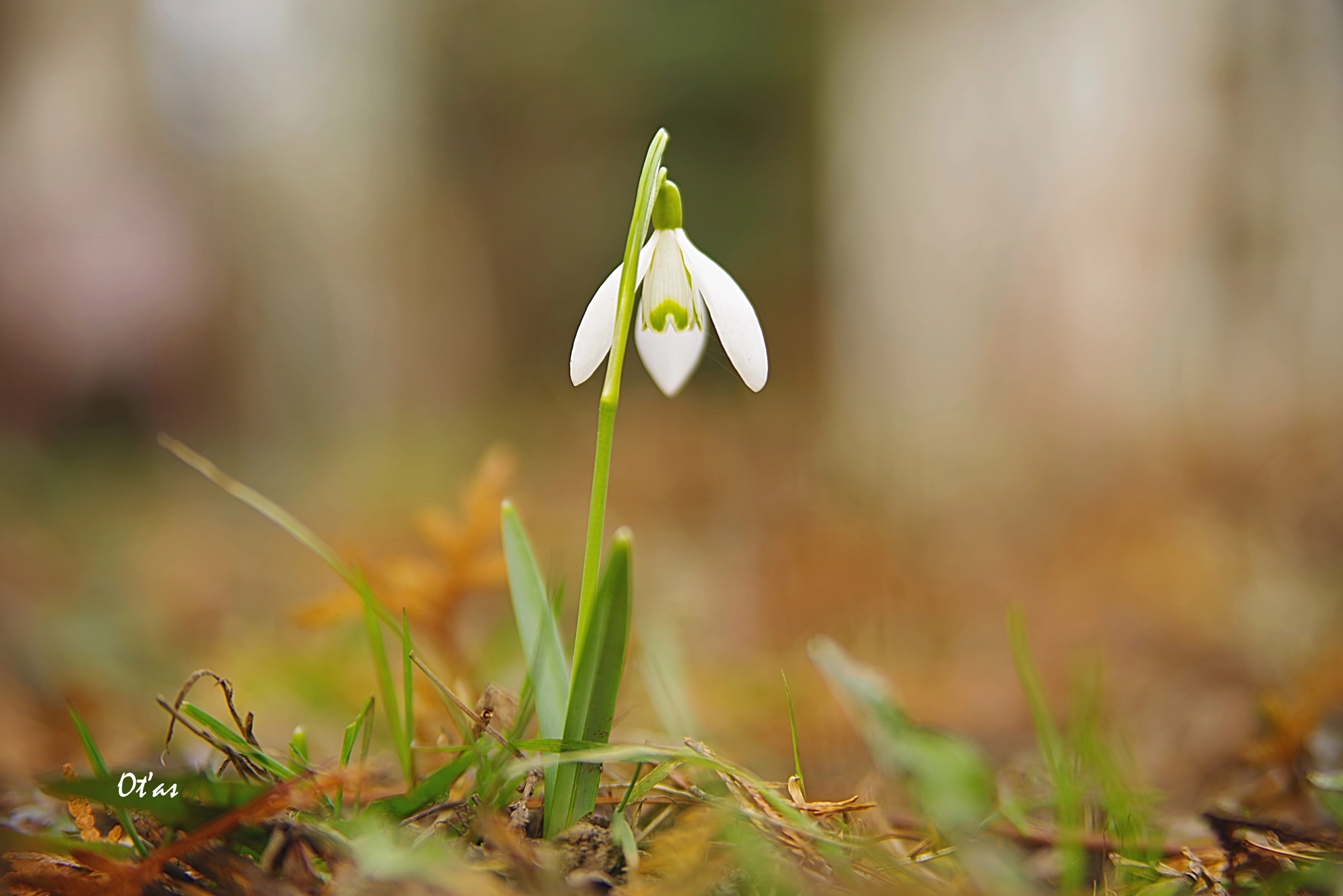 Pentax K-1 + Tamron AF 28-75mm F2.8 XR Di LD Aspherical (IF) sample photo. Snowdrop iii photography