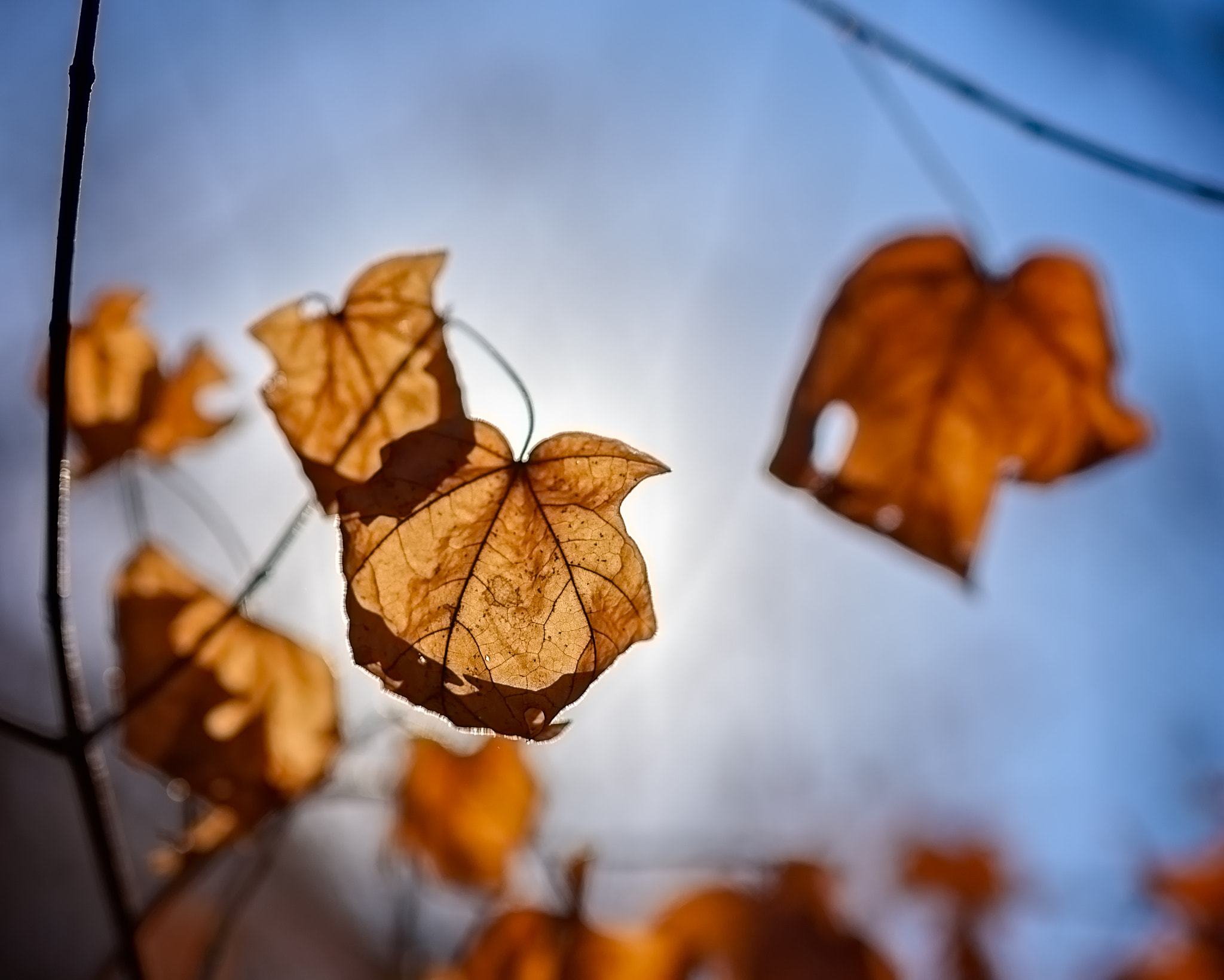 Sigma 50mm F1.4 DG HSM Art sample photo. Warmed by the sun photography