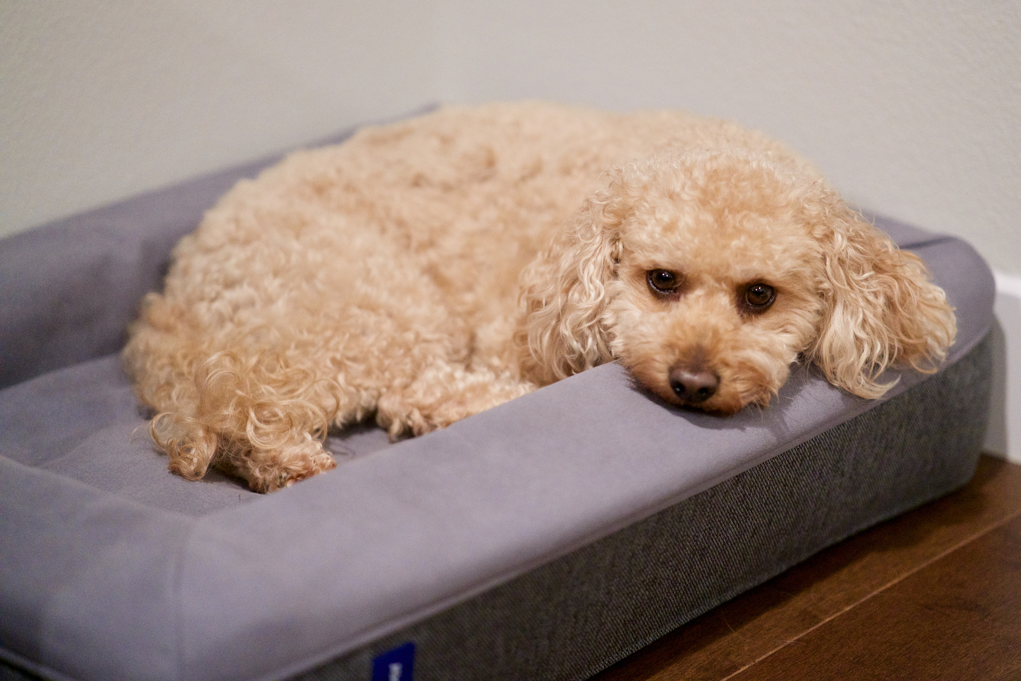 ZEISS Batis 85mm F1.8 sample photo. Toaster resting photography
