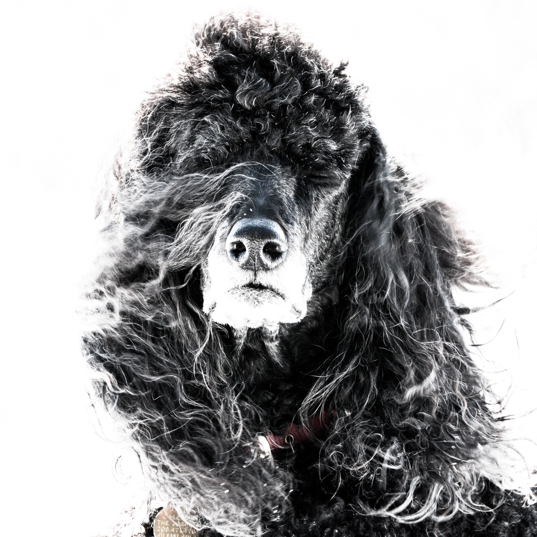 Canon EF 70-200mm F2.8L IS II USM sample photo. Poodle chloe photography