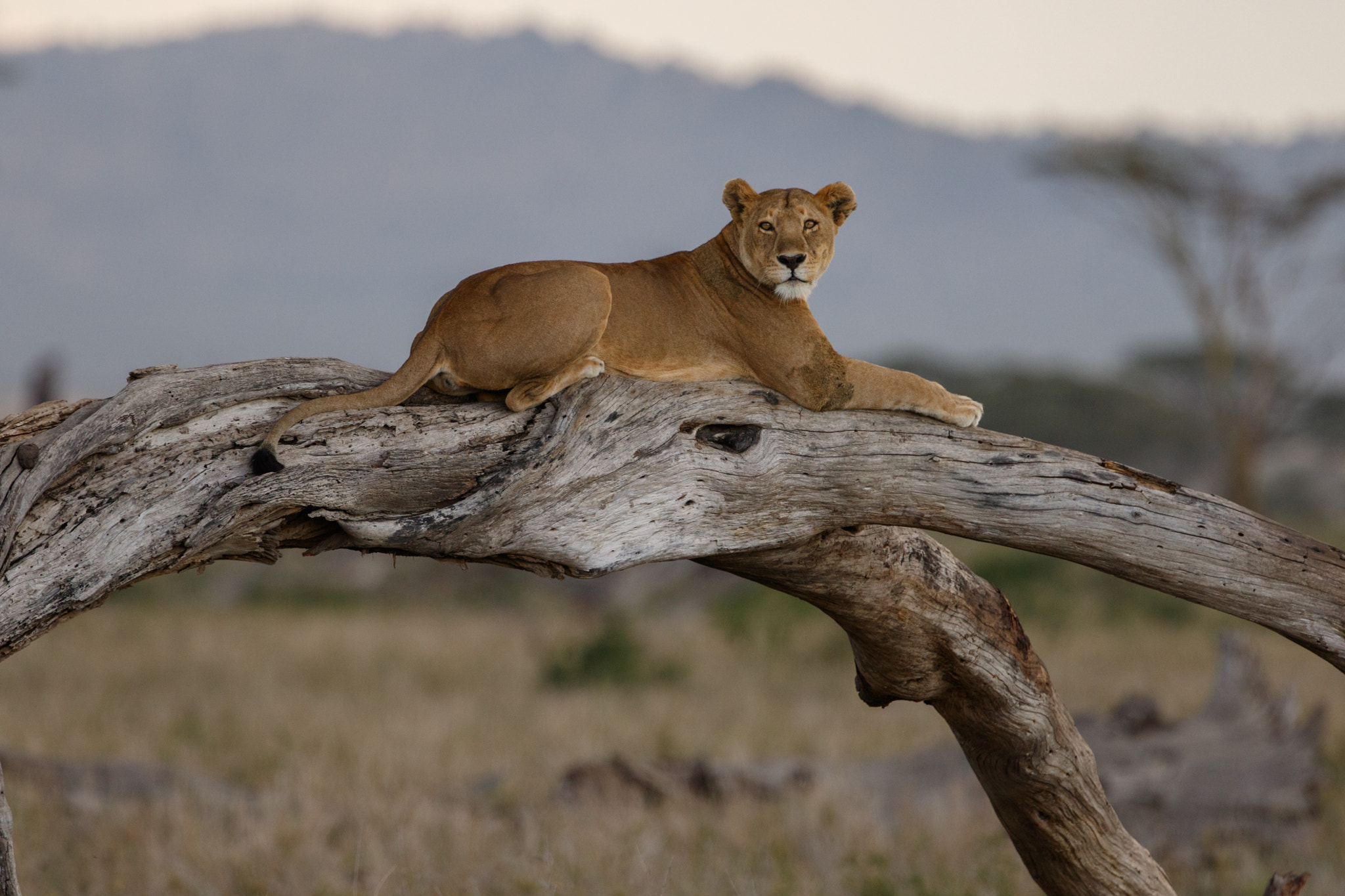 Canon EOS 7D Mark II + Canon EF 300mm F2.8L IS II USM sample photo. Repos de fin de journée! photography