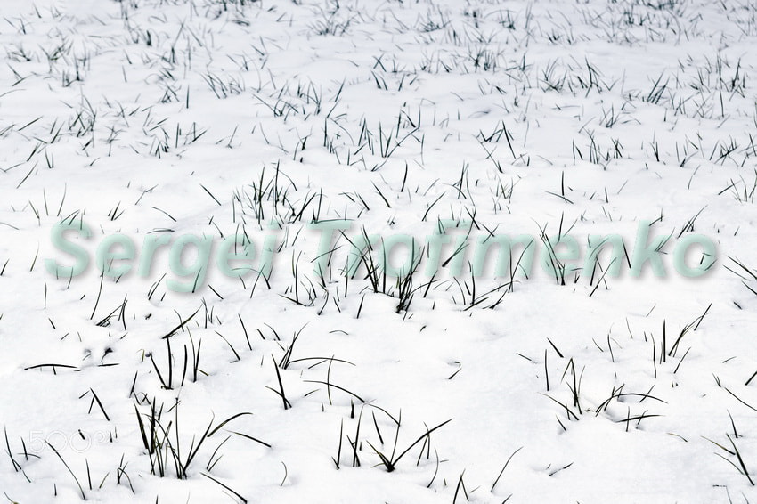 Nikon D5100 + Tamron SP AF 17-50mm F2.8 XR Di II LD Aspherical (IF) sample photo. Green grass growing through the snow photography