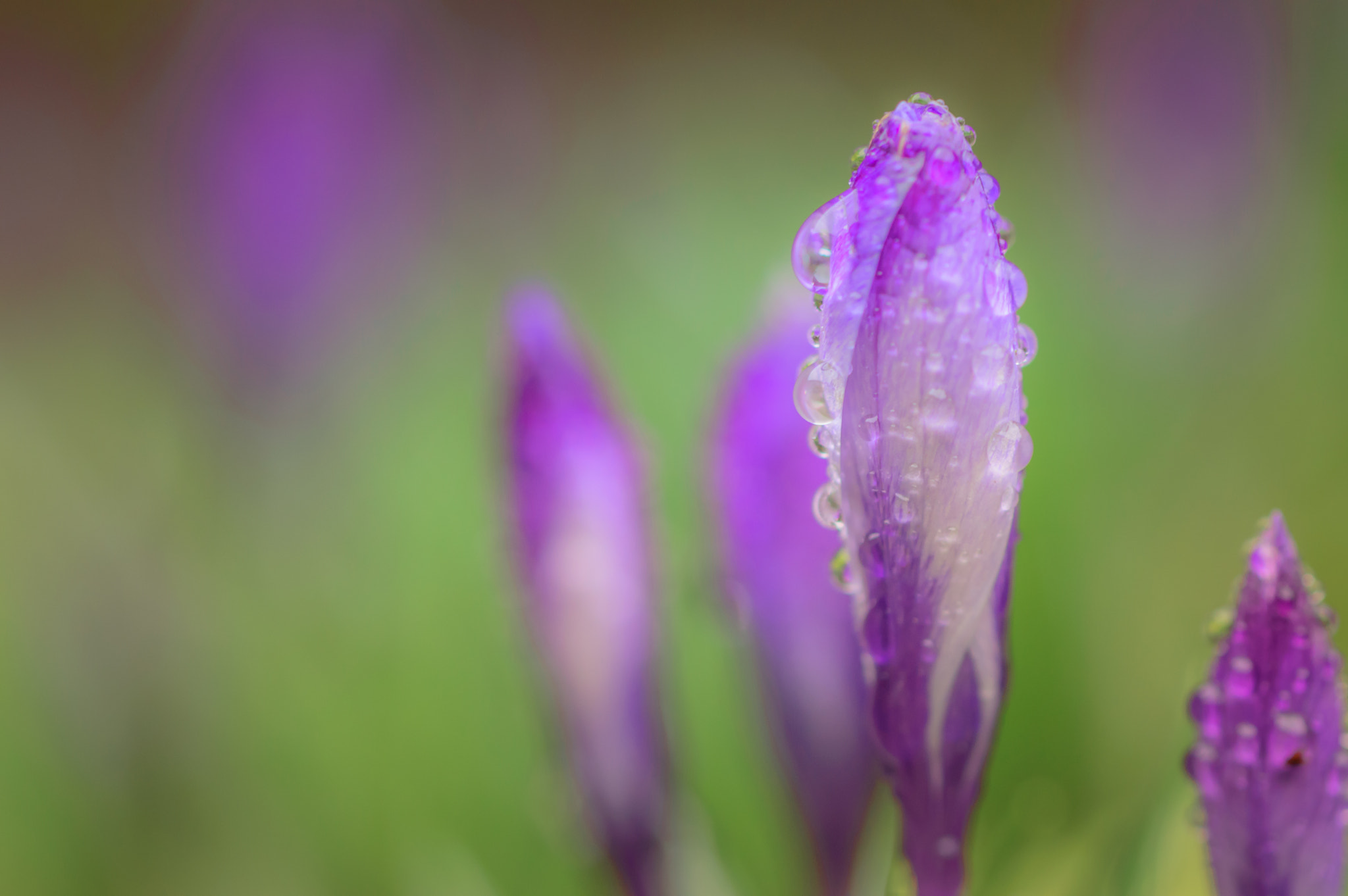 Nikon D3200 sample photo. After the rain photography