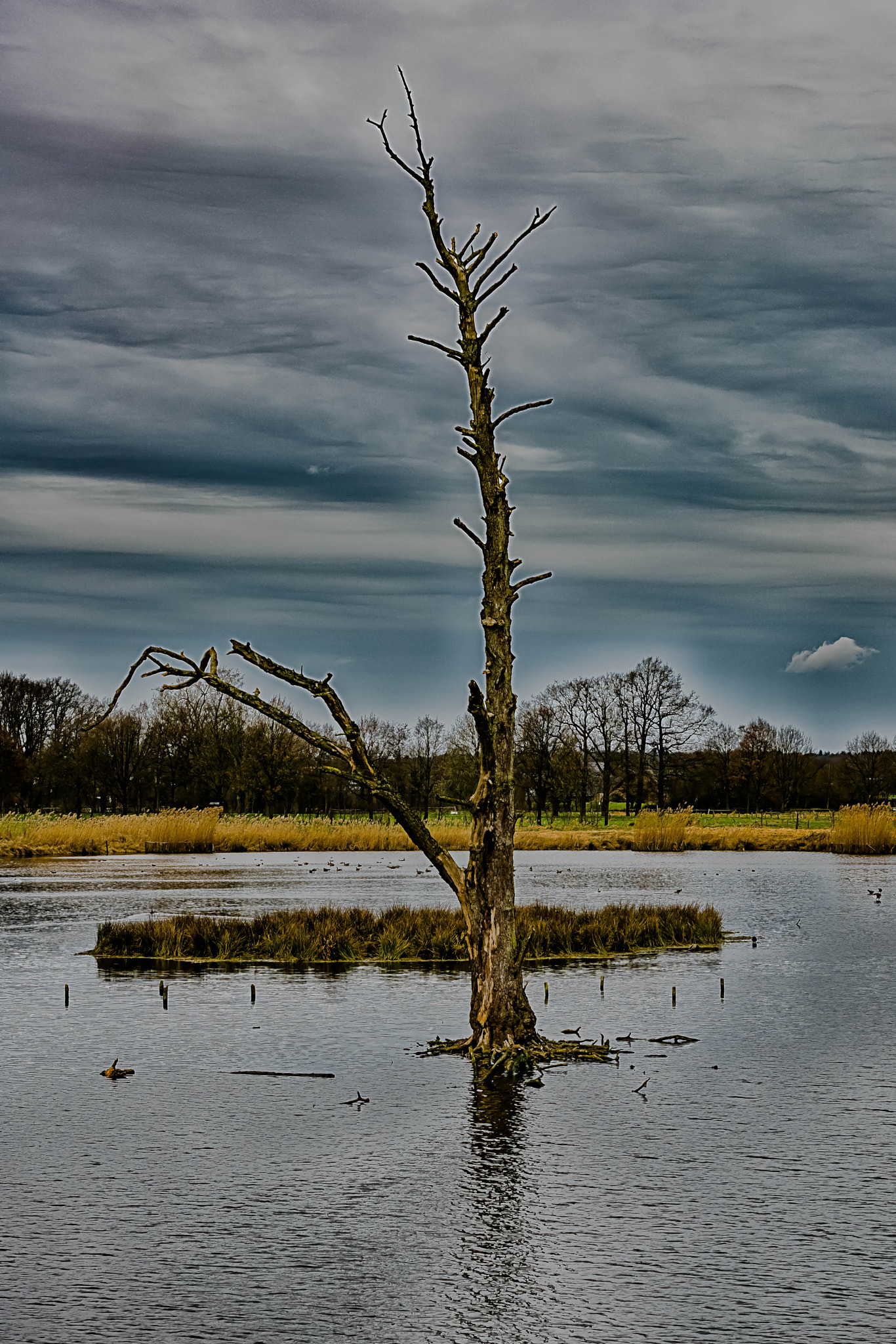 Canon EF 70-200mm F2.8L IS II USM sample photo. Baum im wasser photography