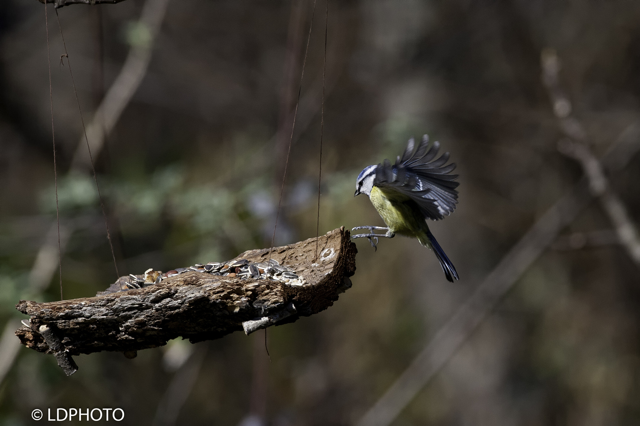Sigma 150-600mm F5-6.3 DG OS HSM | C sample photo. Bluetit landing photography