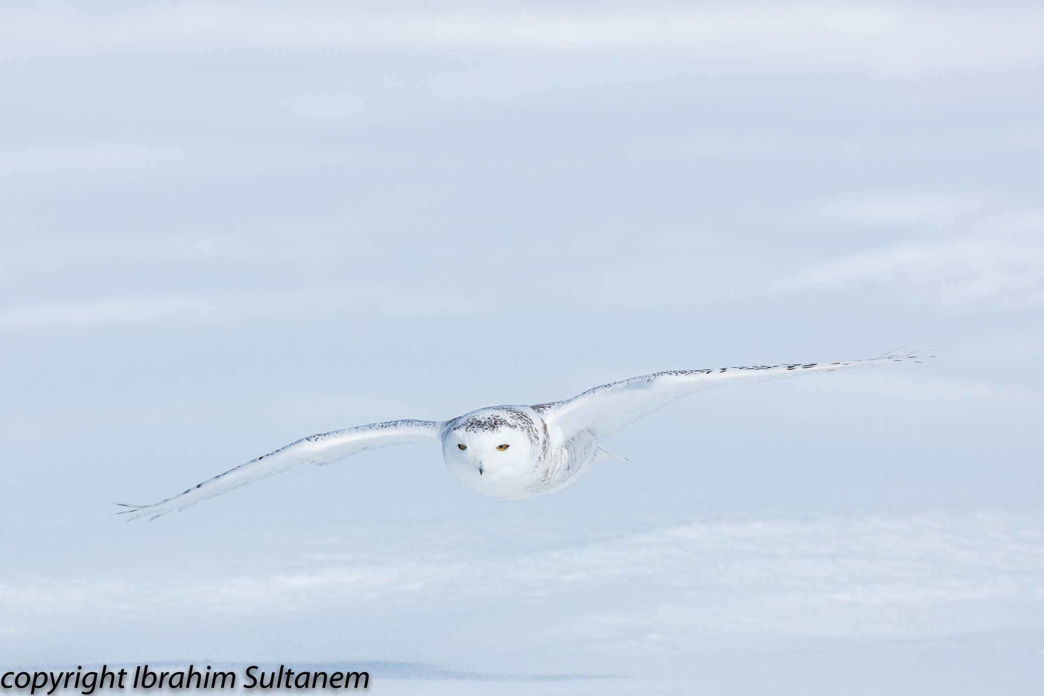 Canon EF 600mm F4L IS II USM sample photo. Harfang photography