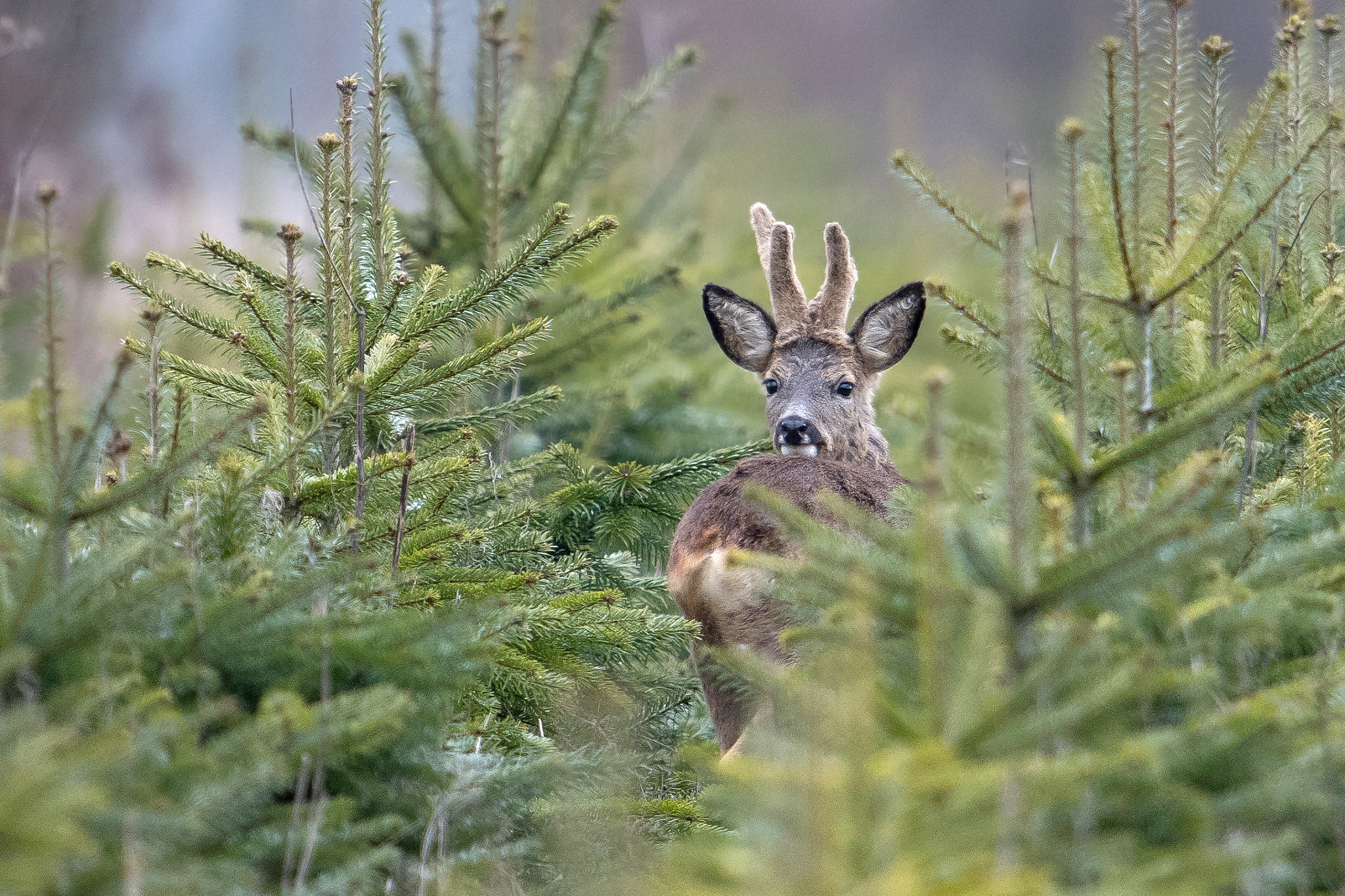 Nikon D500 + Nikon AF-S Nikkor 600mm F4G ED VR sample photo. Chevreuil photography