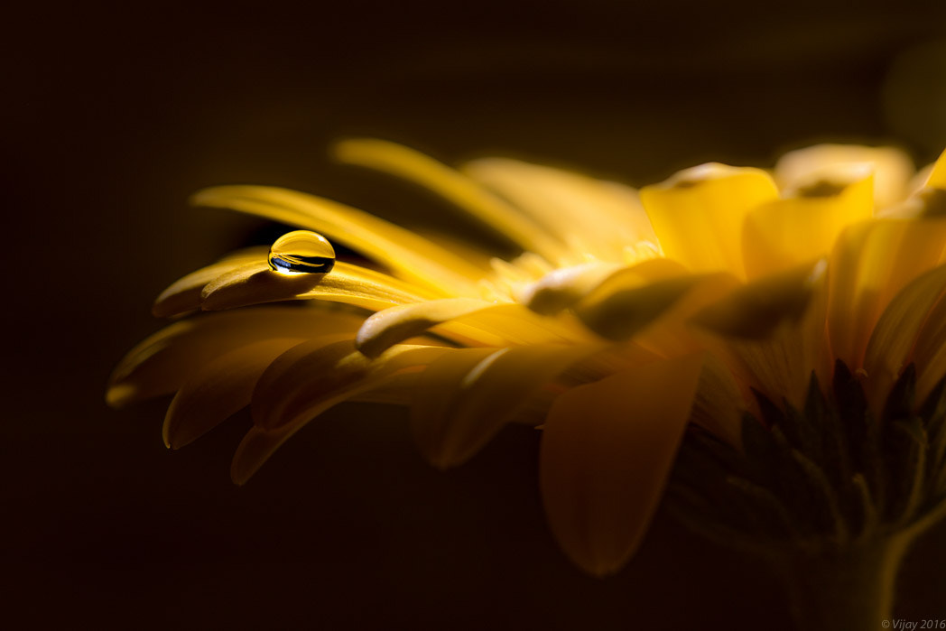 Canon EF 100mm F2.8 Macro USM sample photo. Morning light photography