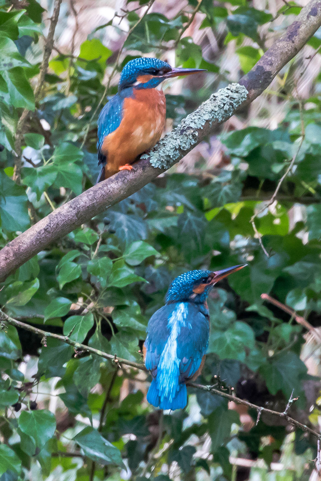 Canon EOS 760D (EOS Rebel T6s / EOS 8000D) sample photo. Kingfisher photography