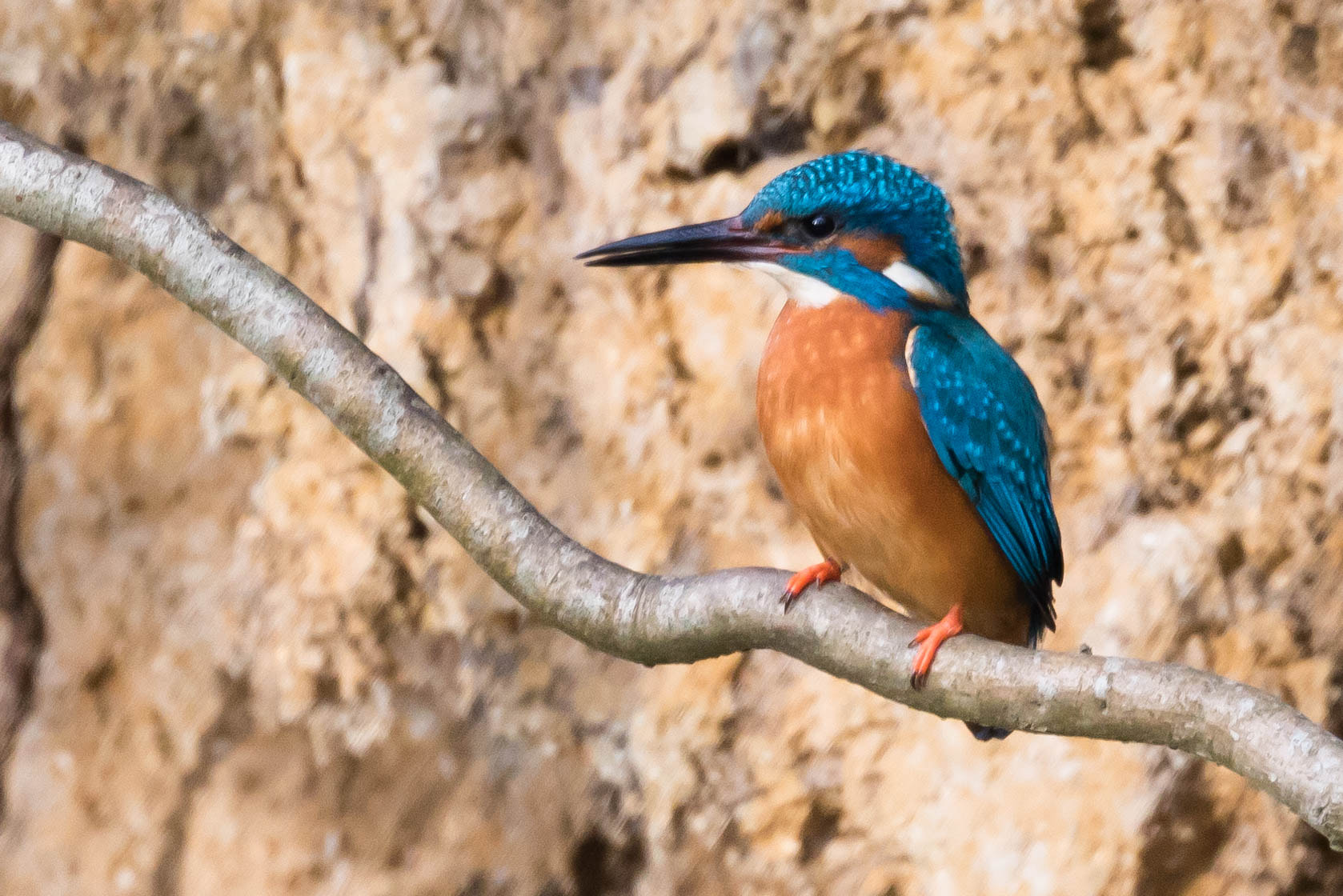 Canon EOS 760D (EOS Rebel T6s / EOS 8000D) sample photo. Kingfisher photography