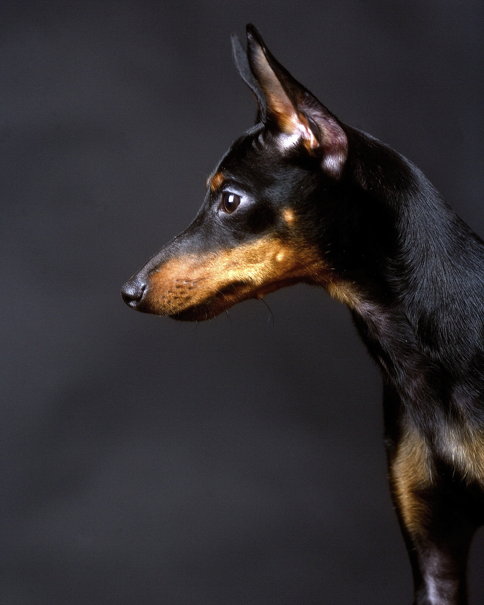 Canon EOS-1Ds Mark II + Canon EF 135mm F2L USM sample photo. Felix photography