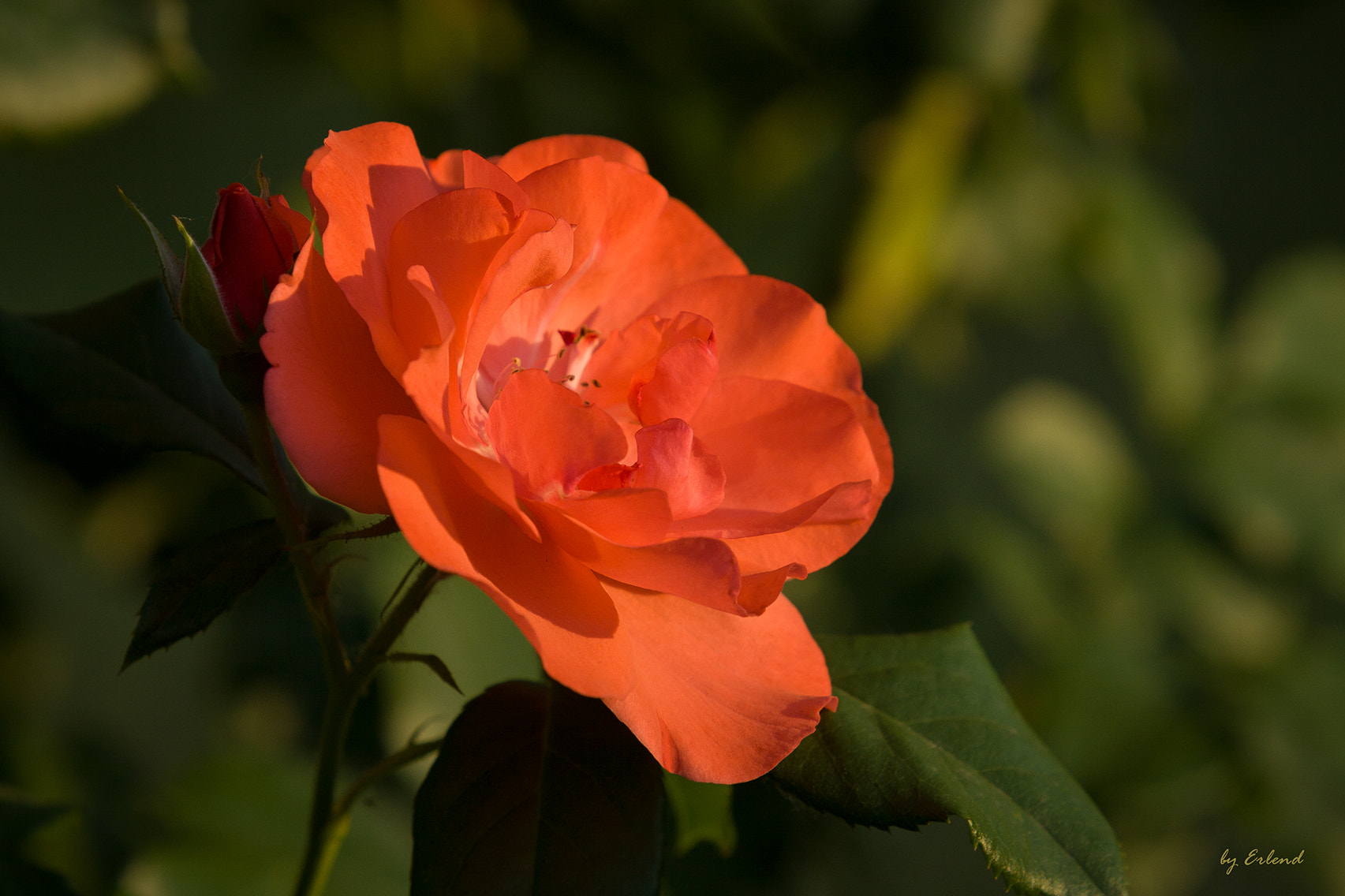 Canon EF 70-200mm F2.8L USM sample photo. Rose photography