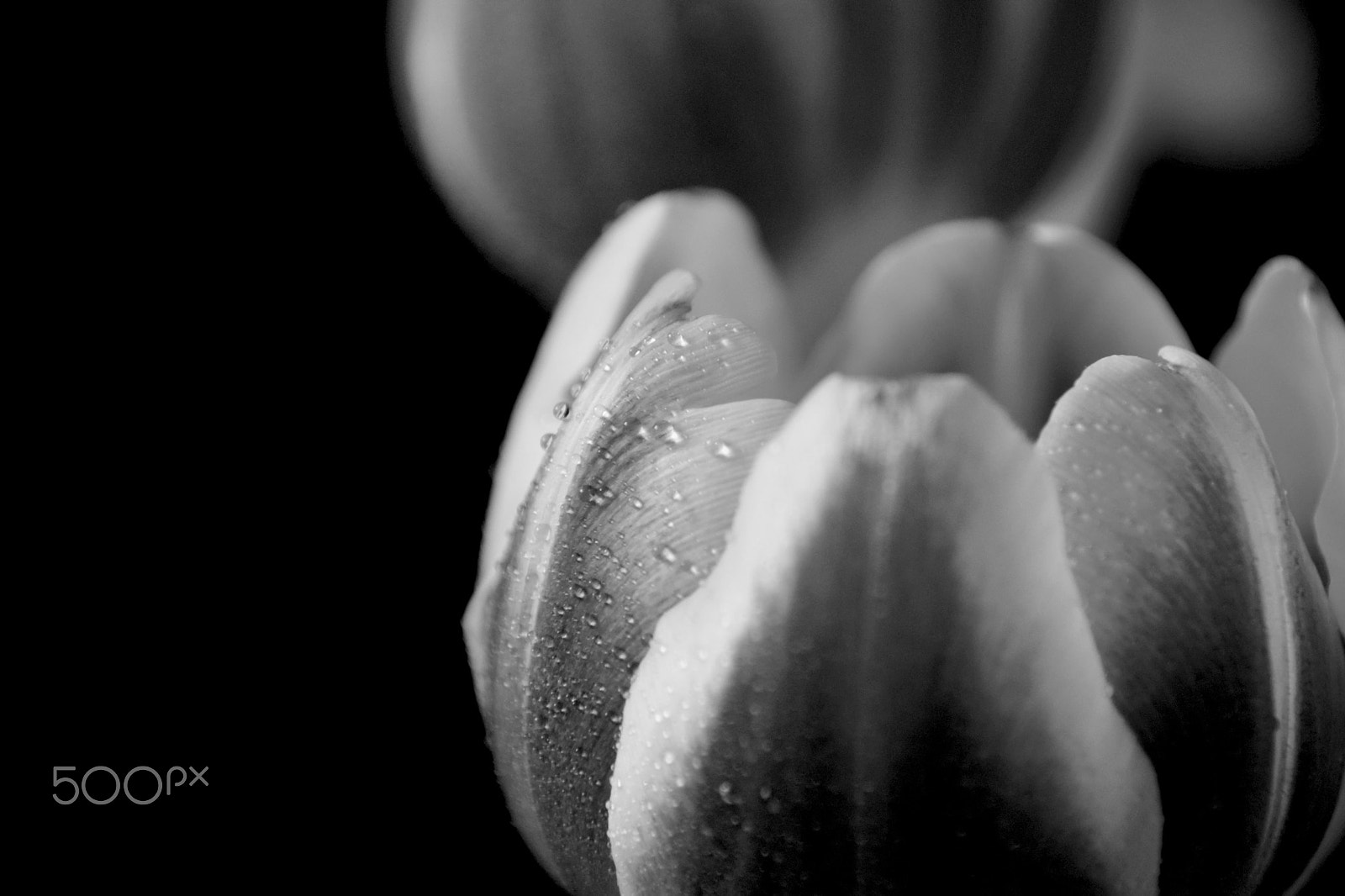 Sigma 18-250mm F3.5-6.3 DC Macro OS HSM sample photo. Bw photography