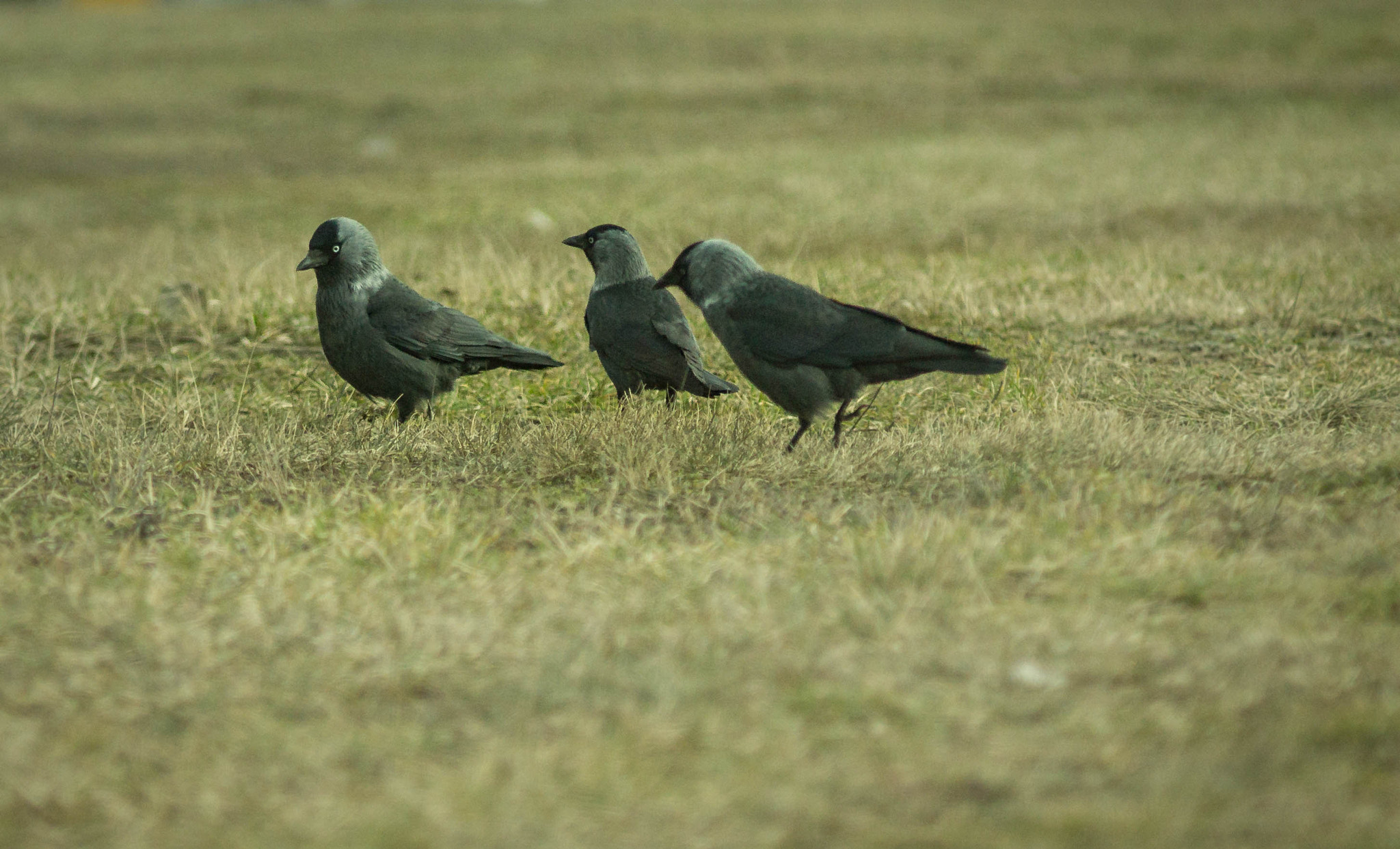 Canon EF 35-80mm f/4-5.6 sample photo. Happy three friends photography