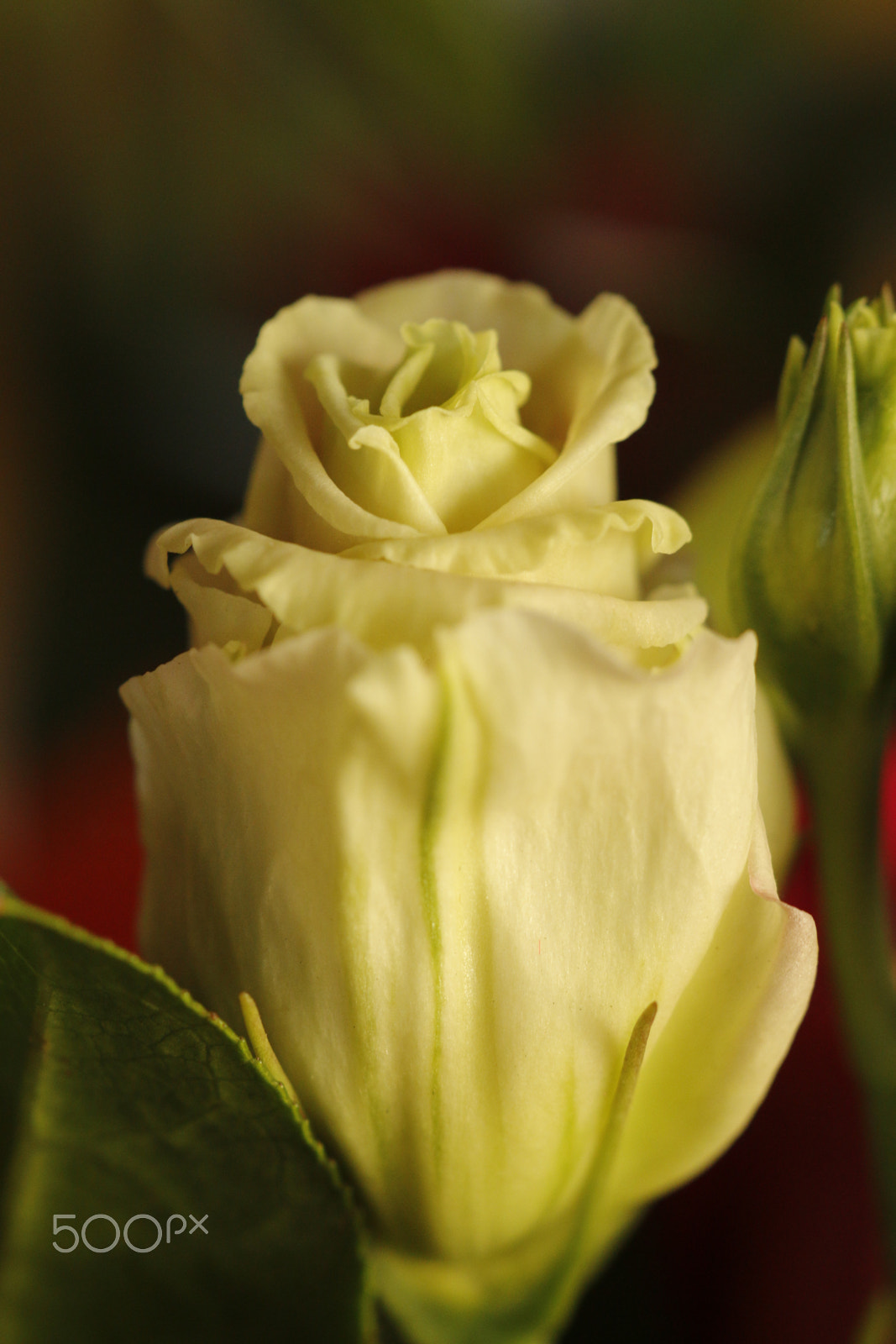 Canon EOS 70D sample photo. White rose photography