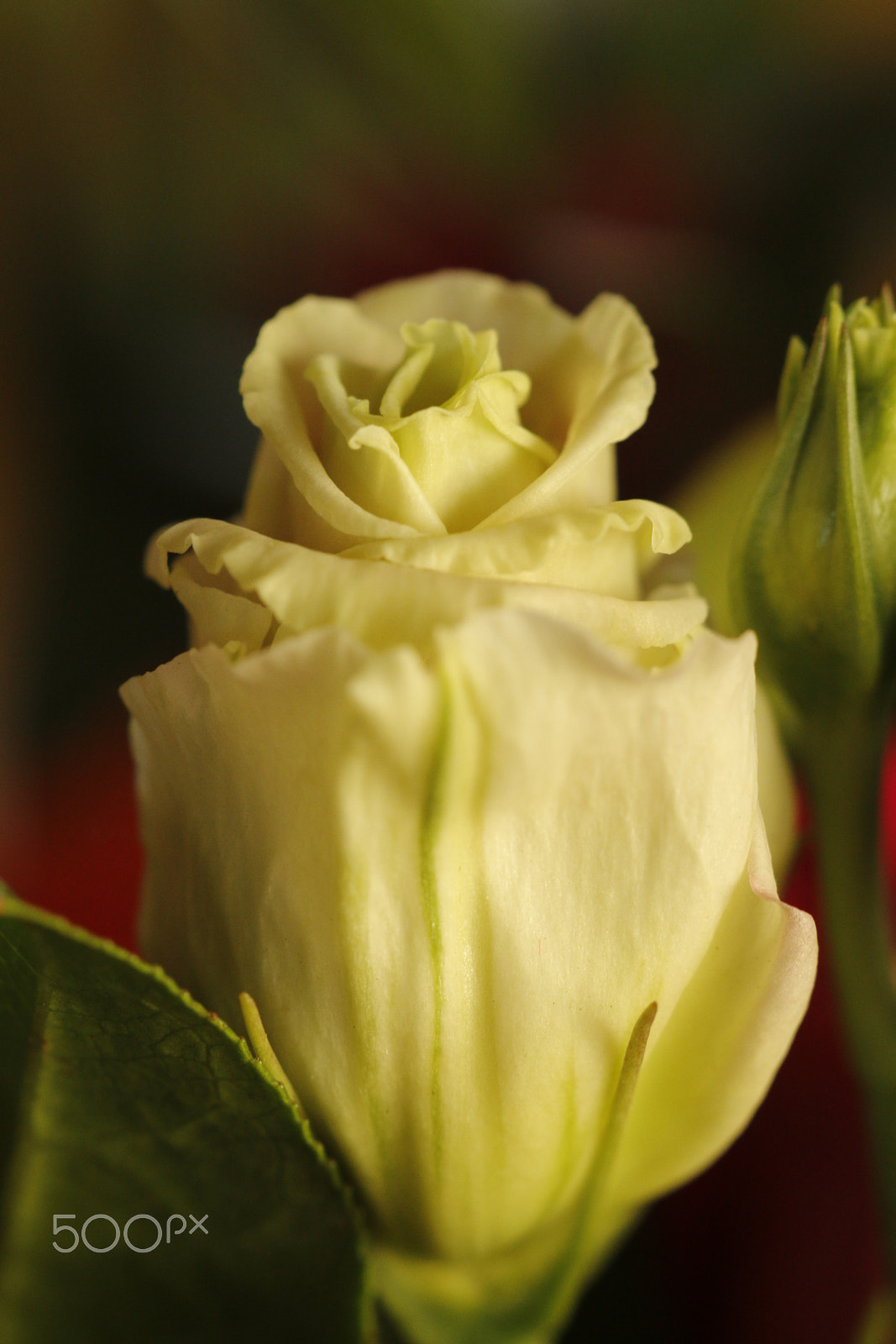 Sigma APO Macro 180mm F2.8 EX DG OS HSM sample photo. White rose photography