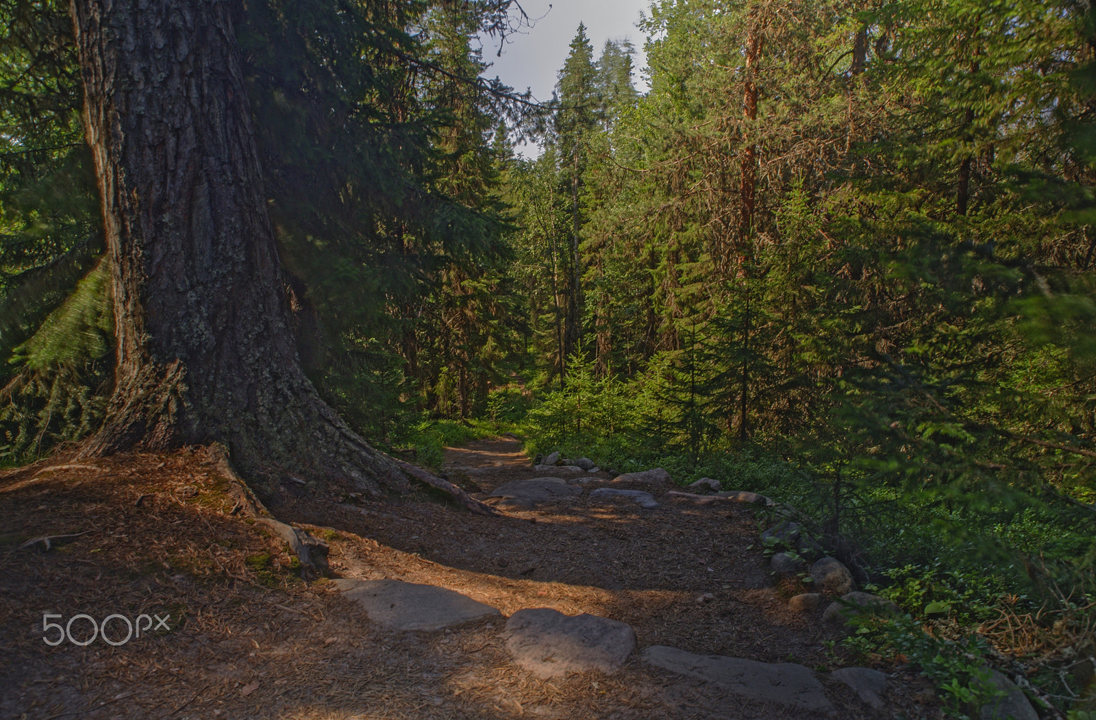 Tamron SP 24-70mm F2.8 Di VC USD sample photo. Big solovetsky island forest photography