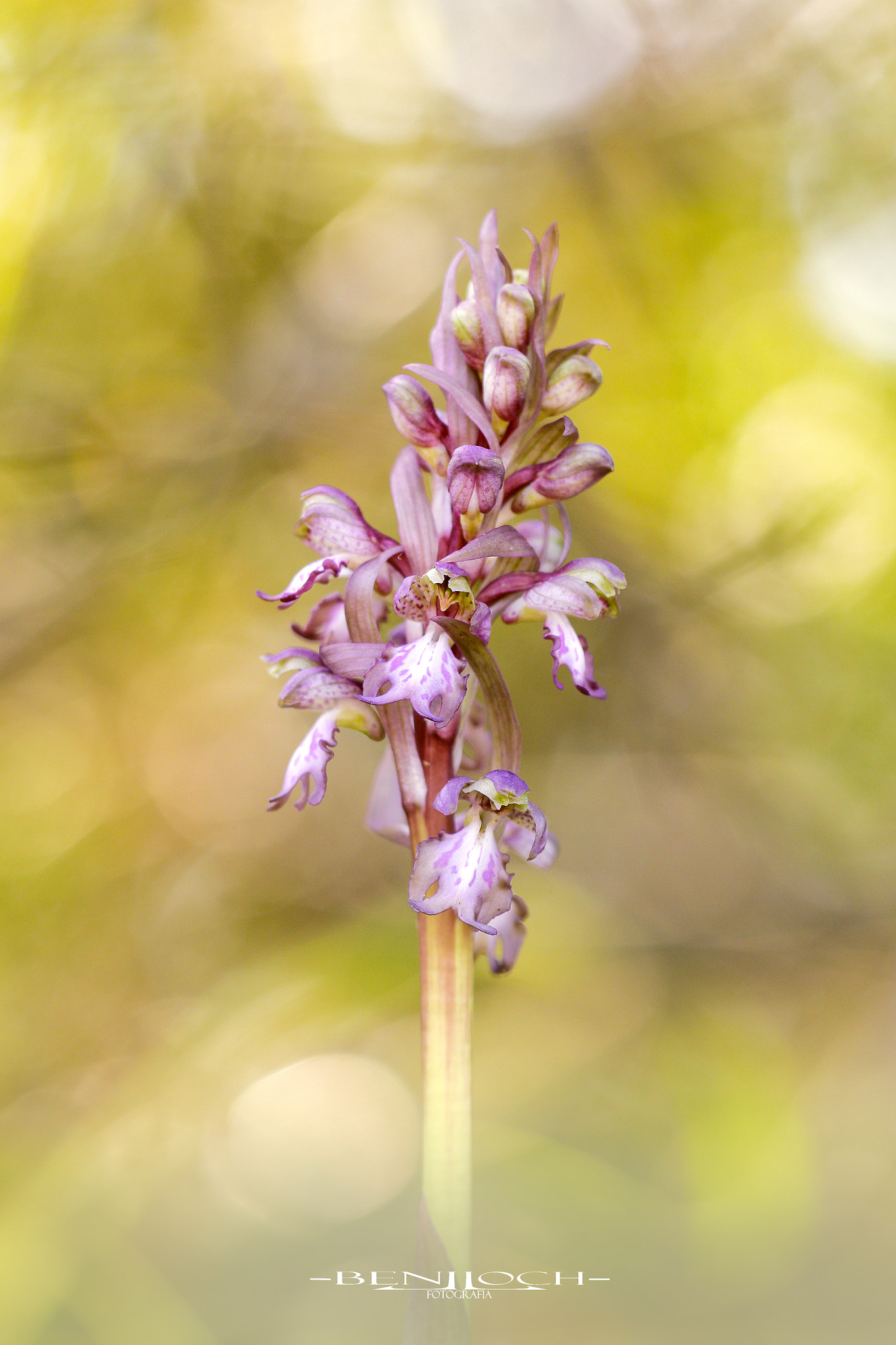 Sigma APO Macro 150mm f/2.8 EX DG HSM sample photo. Barlia robertiana. photography