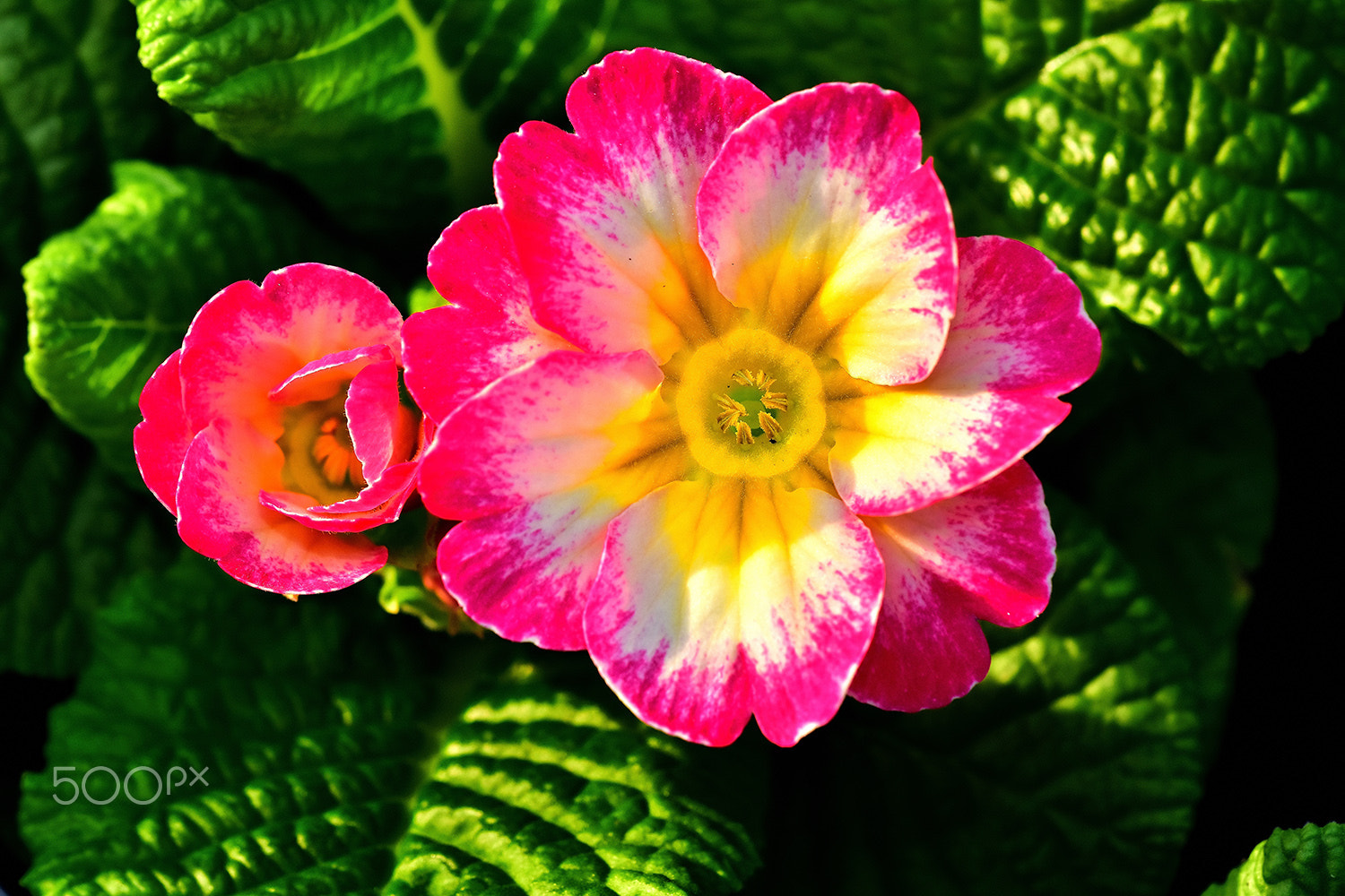 Sigma 150mm F2.8 EX DG Macro HSM sample photo. Flower 1 photography