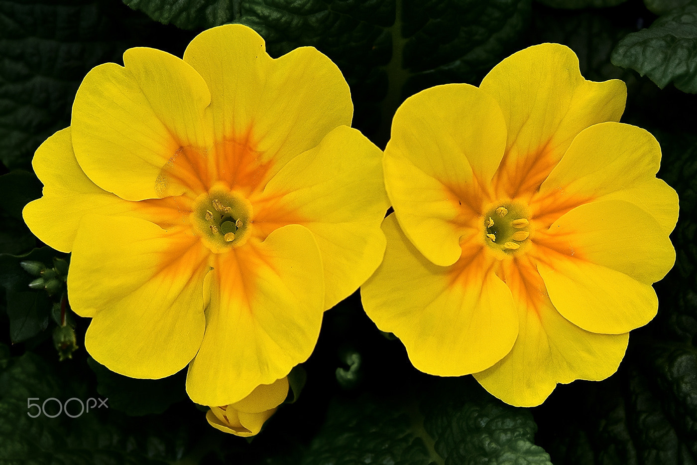 Sigma 150mm F2.8 EX DG Macro HSM sample photo. Flower 2 photography