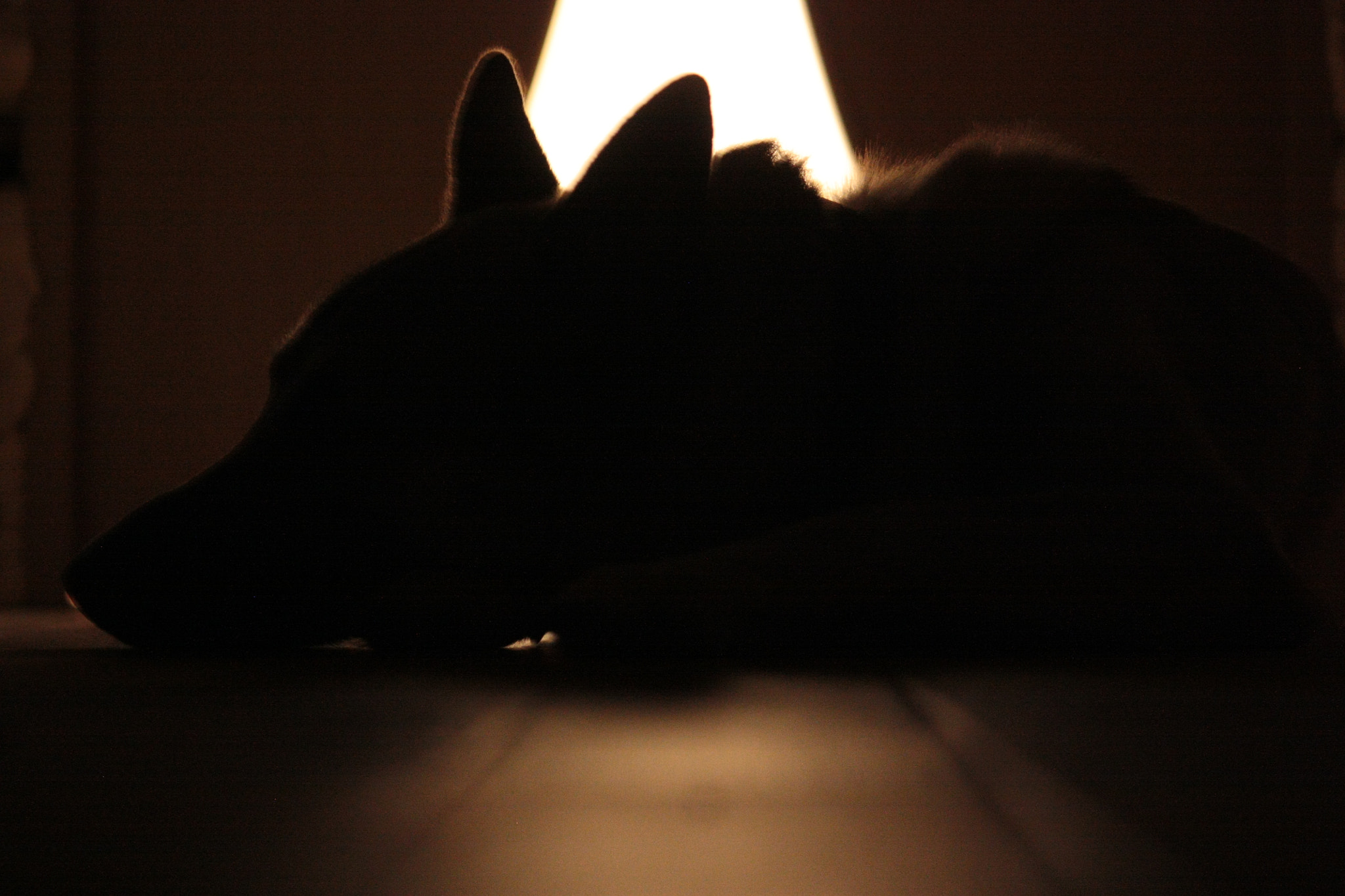 Canon EOS 450D (EOS Rebel XSi / EOS Kiss X2) sample photo. Just a dog lies beautifully photography