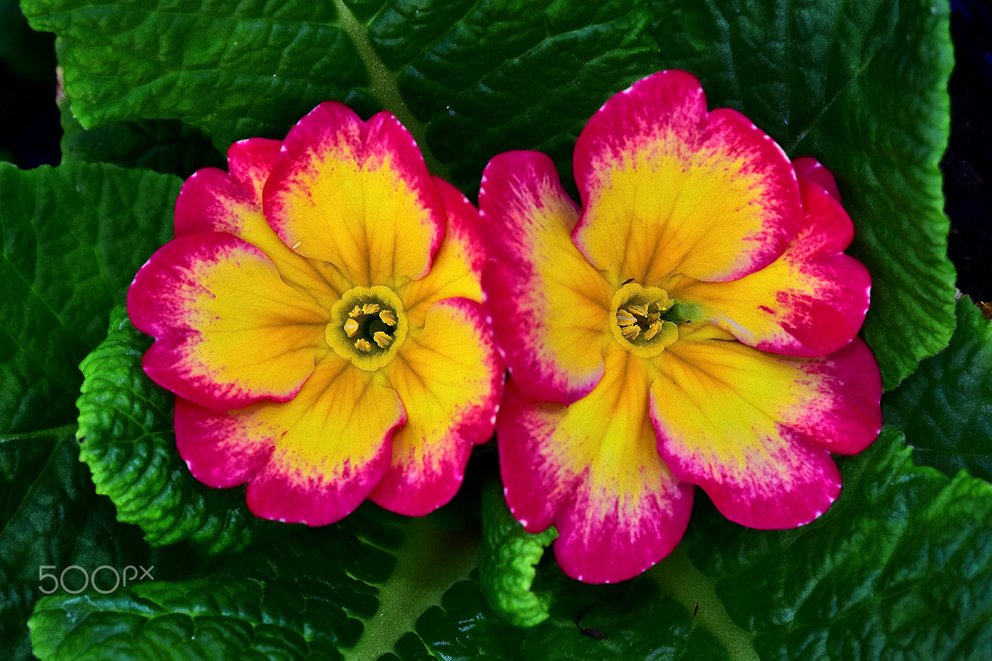 Sigma 150mm F2.8 EX DG Macro HSM sample photo. Flower 3 photography