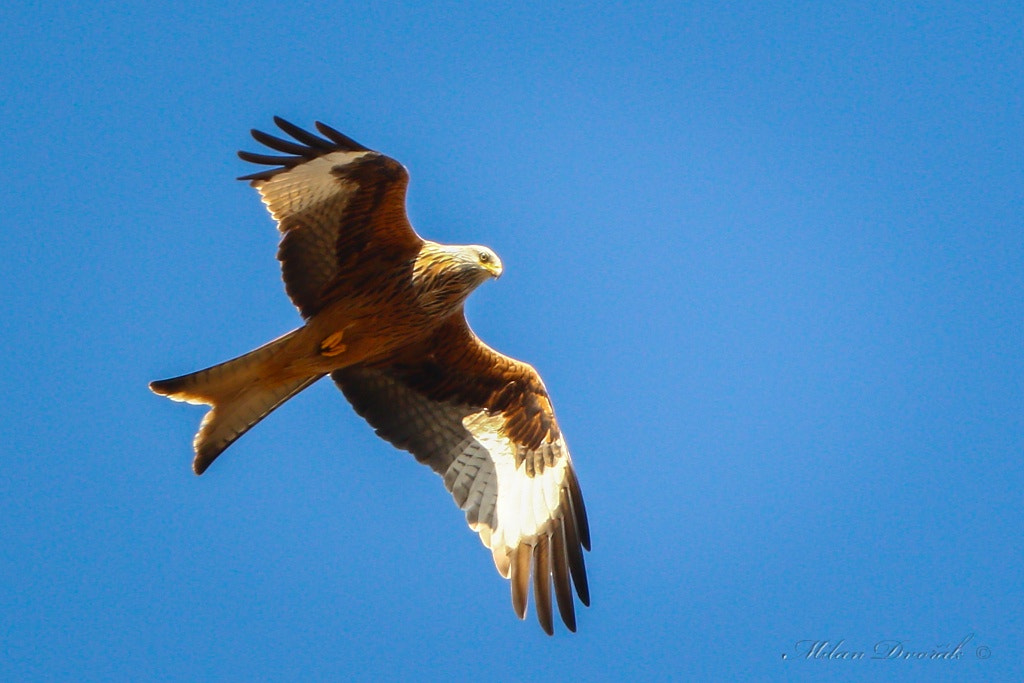 Canon EOS 7D Mark II + Canon EF 300mm F2.8L IS USM sample photo. A rare glimpse of a rare bird of prey photography